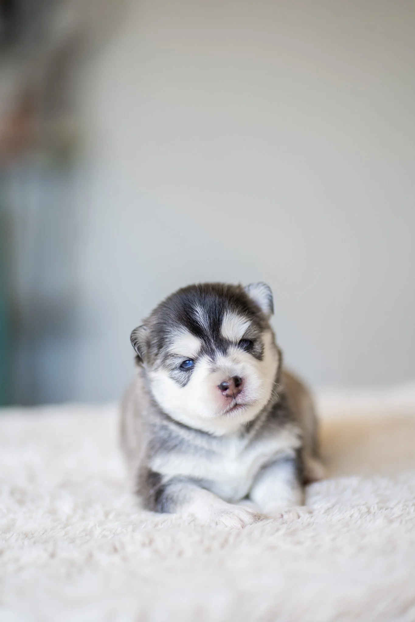 A fluffy brown and white Siberian Husky puppy laying on a soft white blanket, looking directly at the camera with blue eyes.