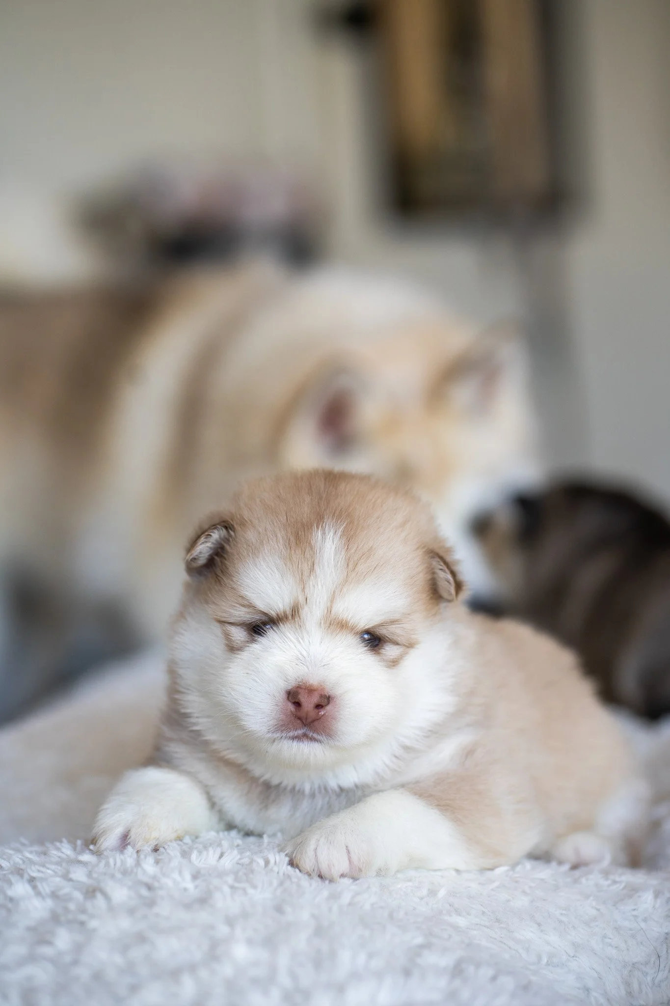 Close-up of a young brown and white puppy with blue eyes resting on a soft, white surface.