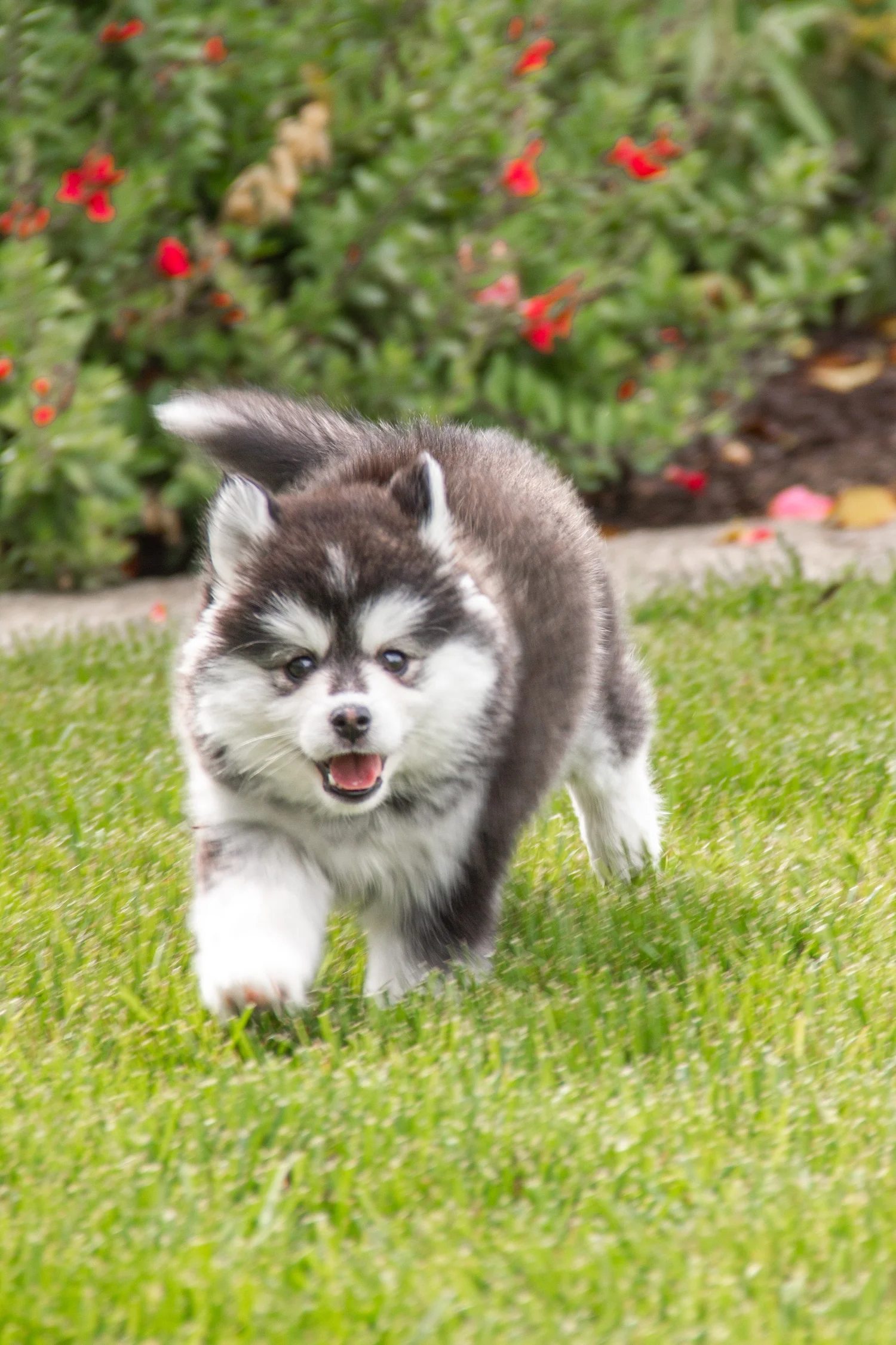 No Puppies Right Now — The Pomsky Garden (Adopt a pomsky in San ...