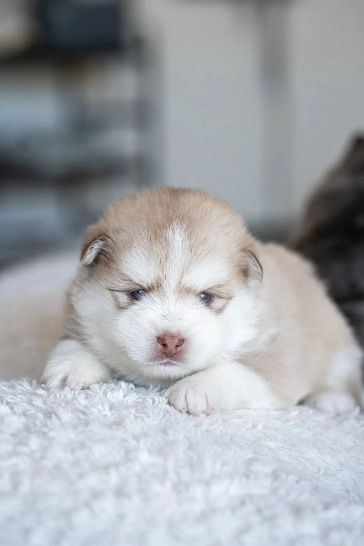 A fluffy brown and white puppy with blue eyes walking on a wooden floor.