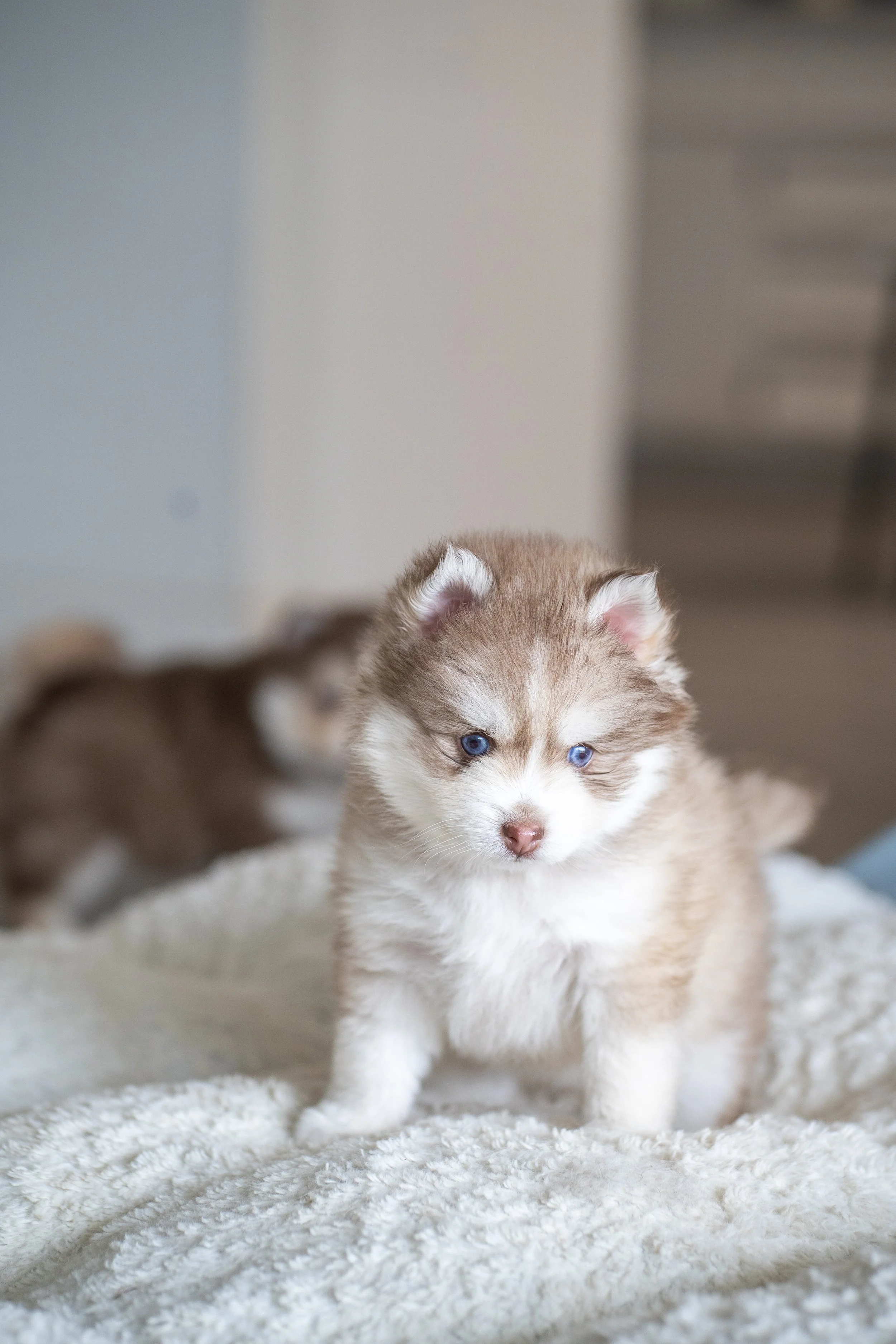 Close-up of a puppy with blue eyes, brown and white fur, walking towards the camera on a wooden floor.