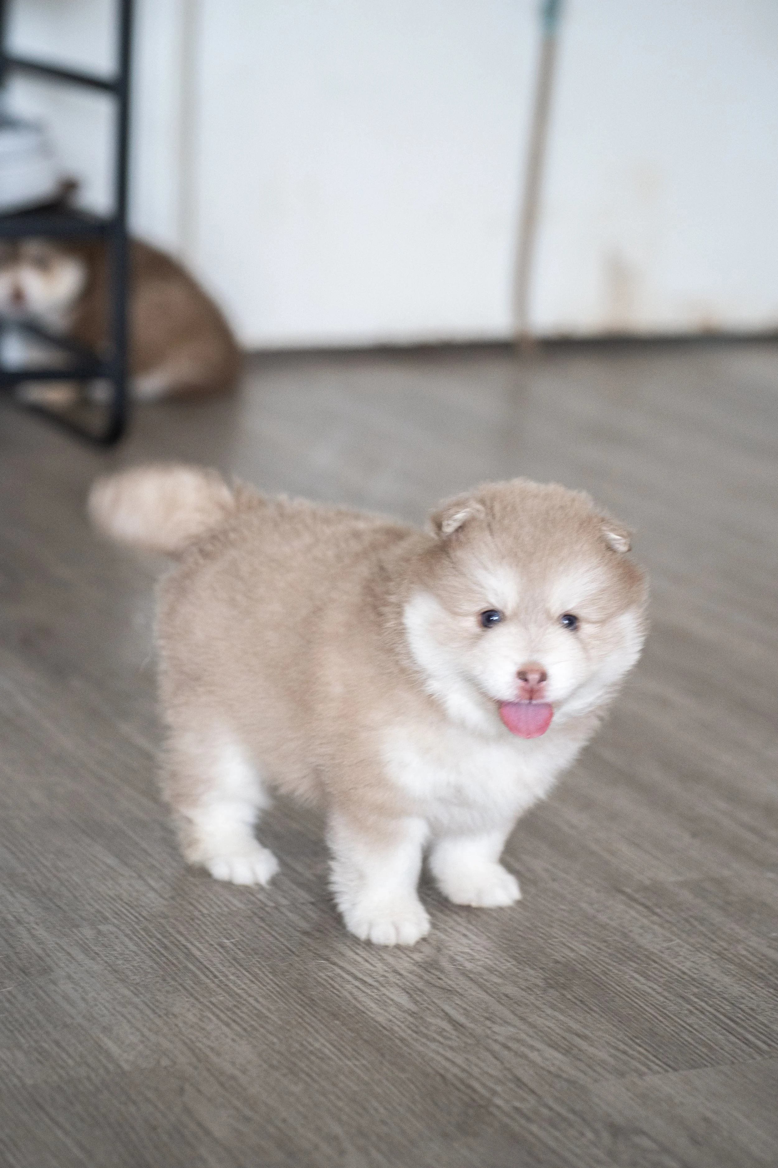 A fluffy brown and white Siberian Husky puppy laying on a soft white blanket, looking directly at the camera with blue eyes.