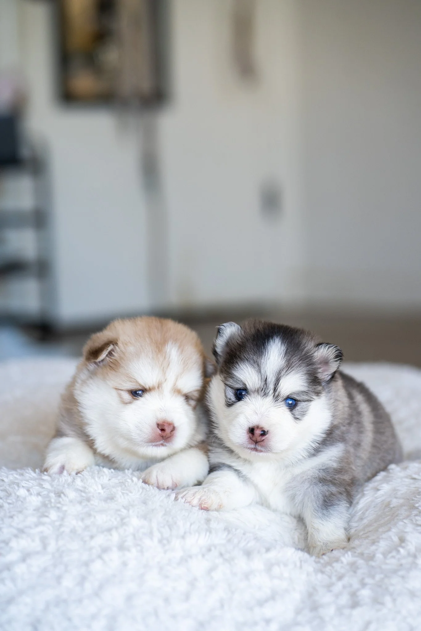 Close-up of a cute puppy with blue eyes, brown and white fur, sitting on a beige carpet, with a blurred background.