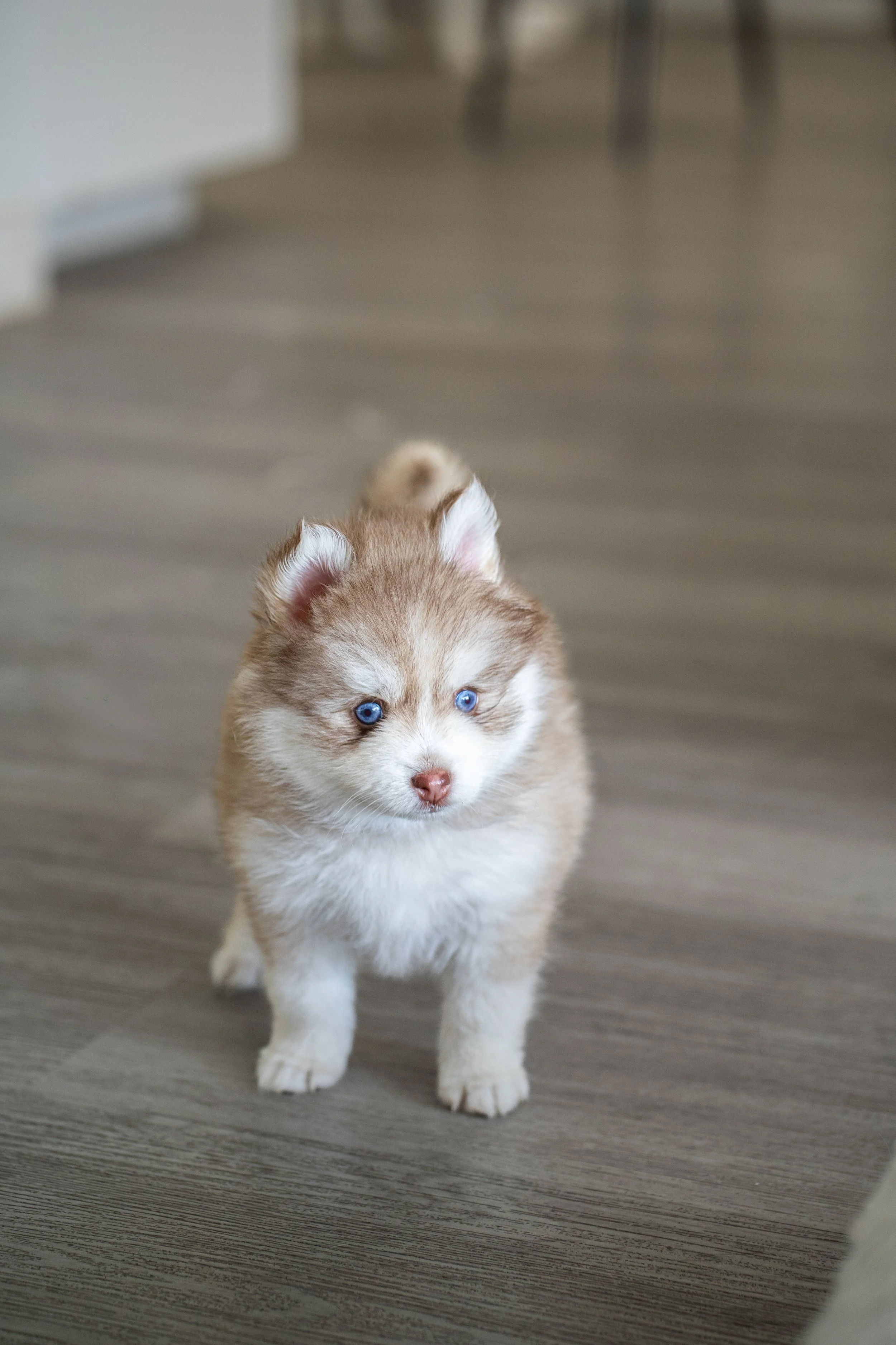 Close-up of a cute puppy with blue eyes, brown and white fur, sitting on a beige carpet, with a blurred background.