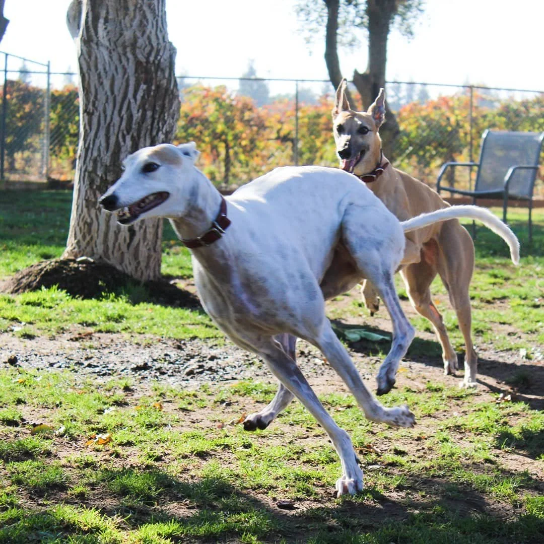 Two dogs playing outdoors near a tree in a fenced yard with a bench and trees in the background.
