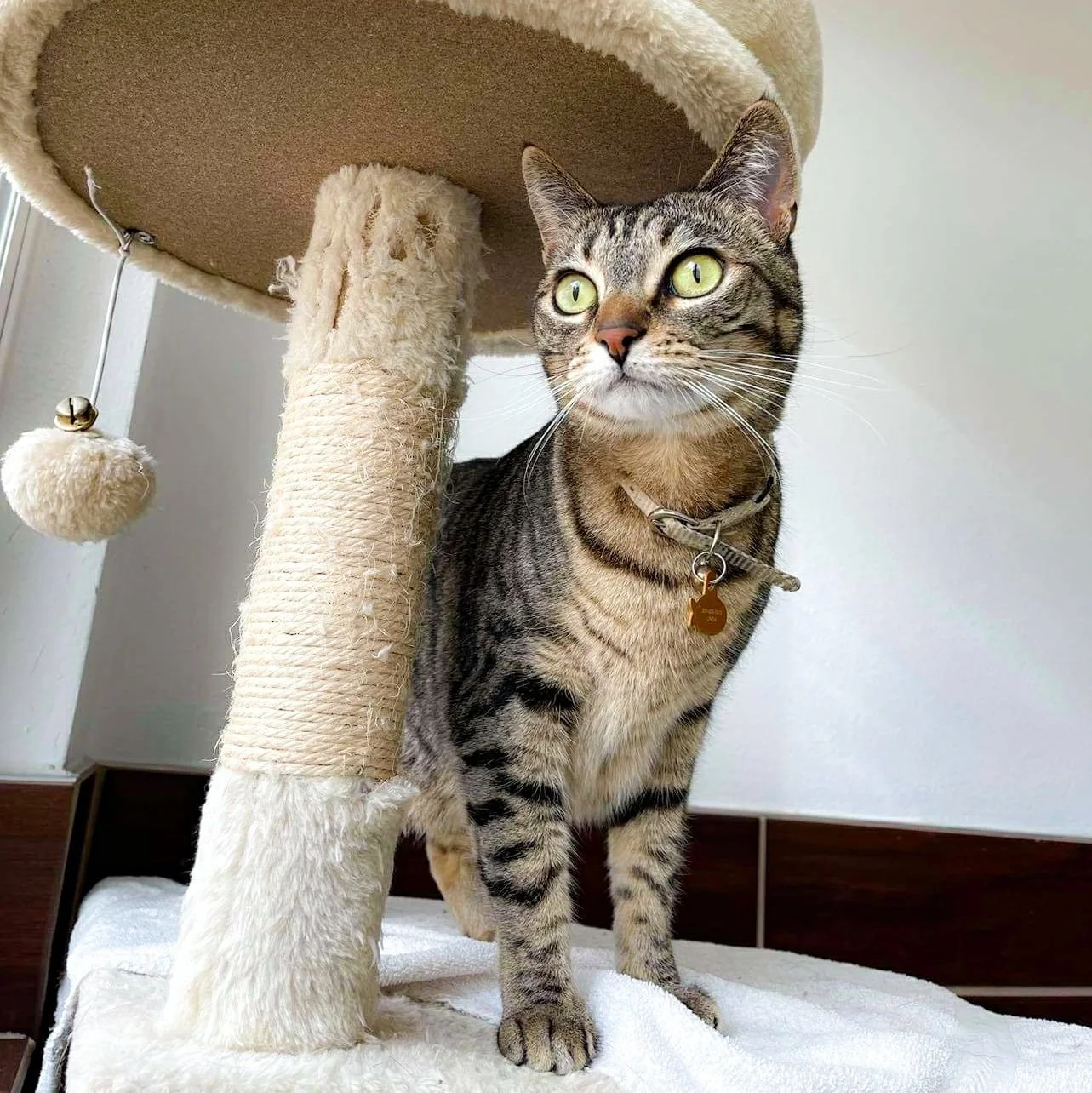 Boarding — Sunset Kennels