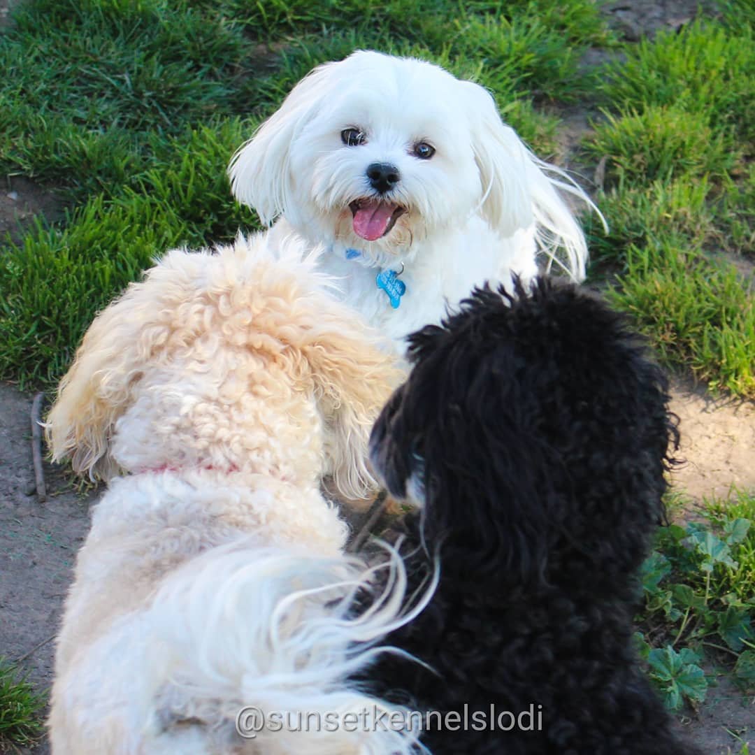 Boarding — Sunset Kennels