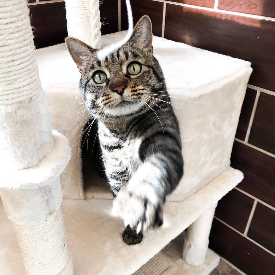 Close-up of a curious tabby cat reaching out with one paw, sitting on a beige cat tree with scratching post, in front of a dark wooden wall.