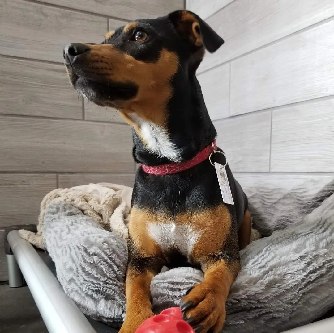 Boarding — Sunset Kennels