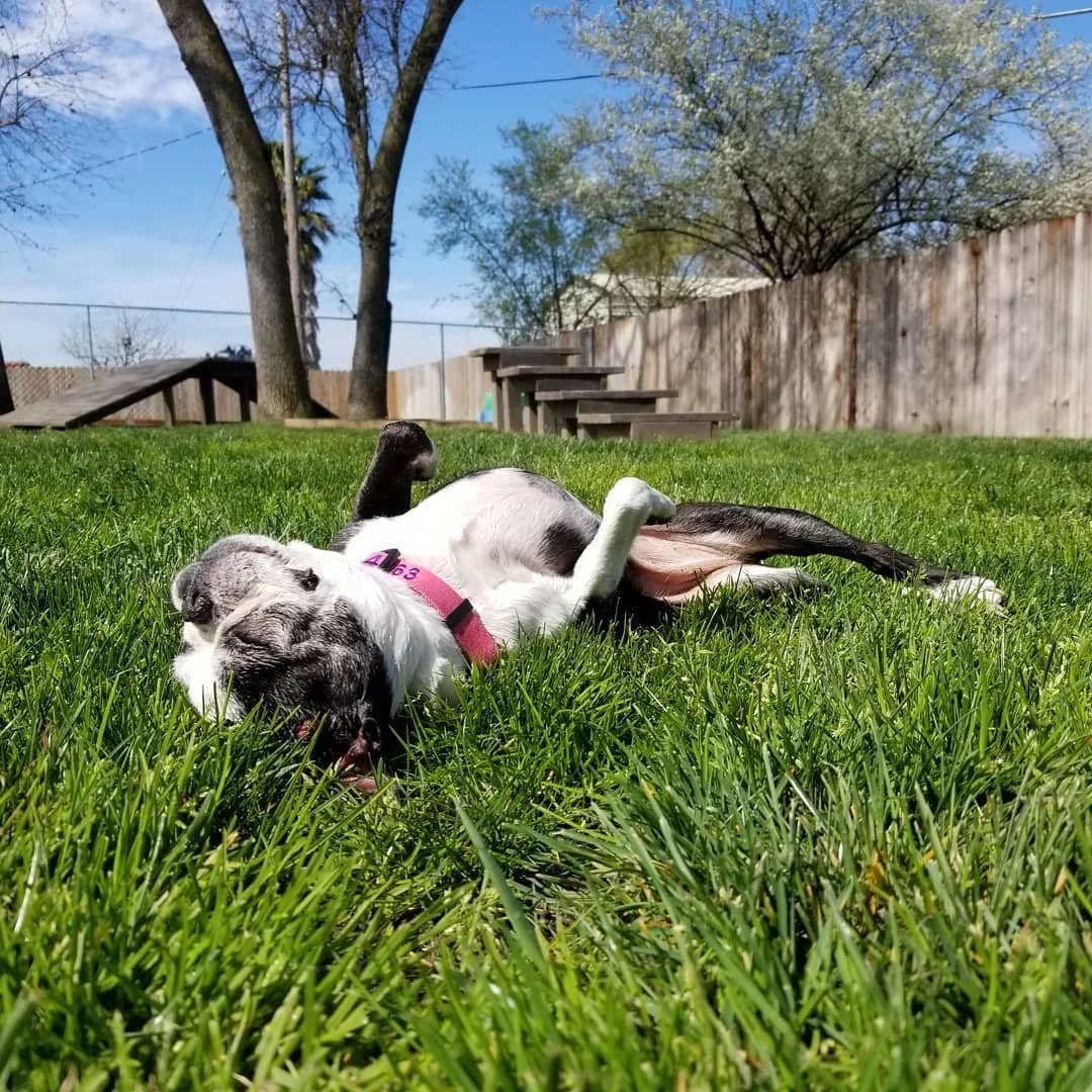 A dog lying on its back on green grass in a backyard, with eyes closed and tongue out, surrounded by trees and a wooden fence.
