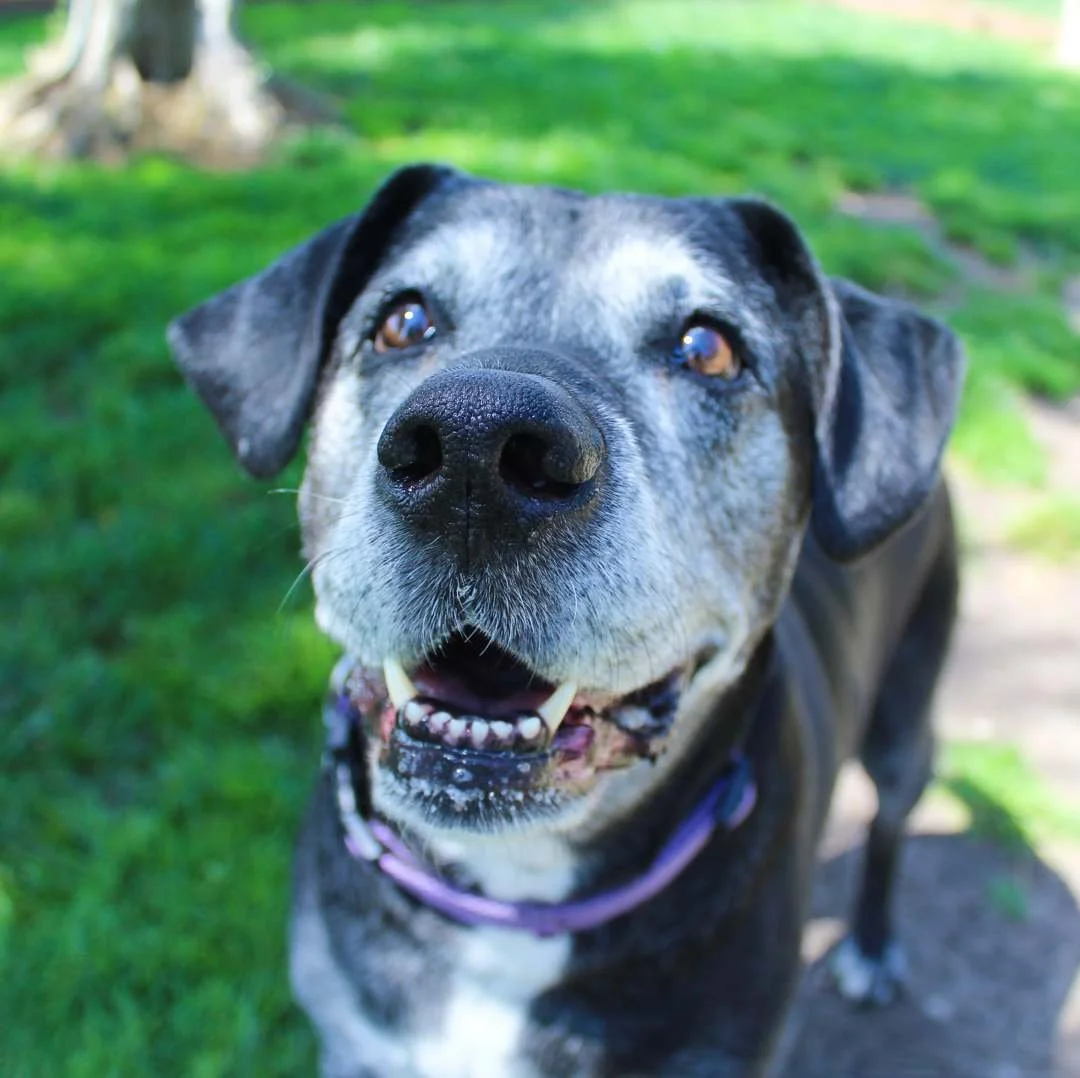 Close-up of happy, smiling dog with black and gray fur, wearing a purple collar, outdoors on green grass.