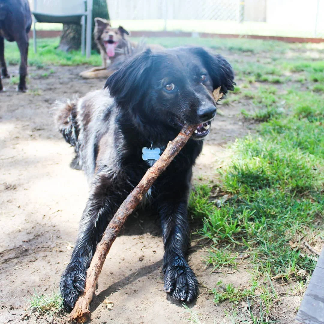 Black dog with floppy ears holding a stick in its mouth, standing on dirt and grass in an outdoor area with other dogs in the background.