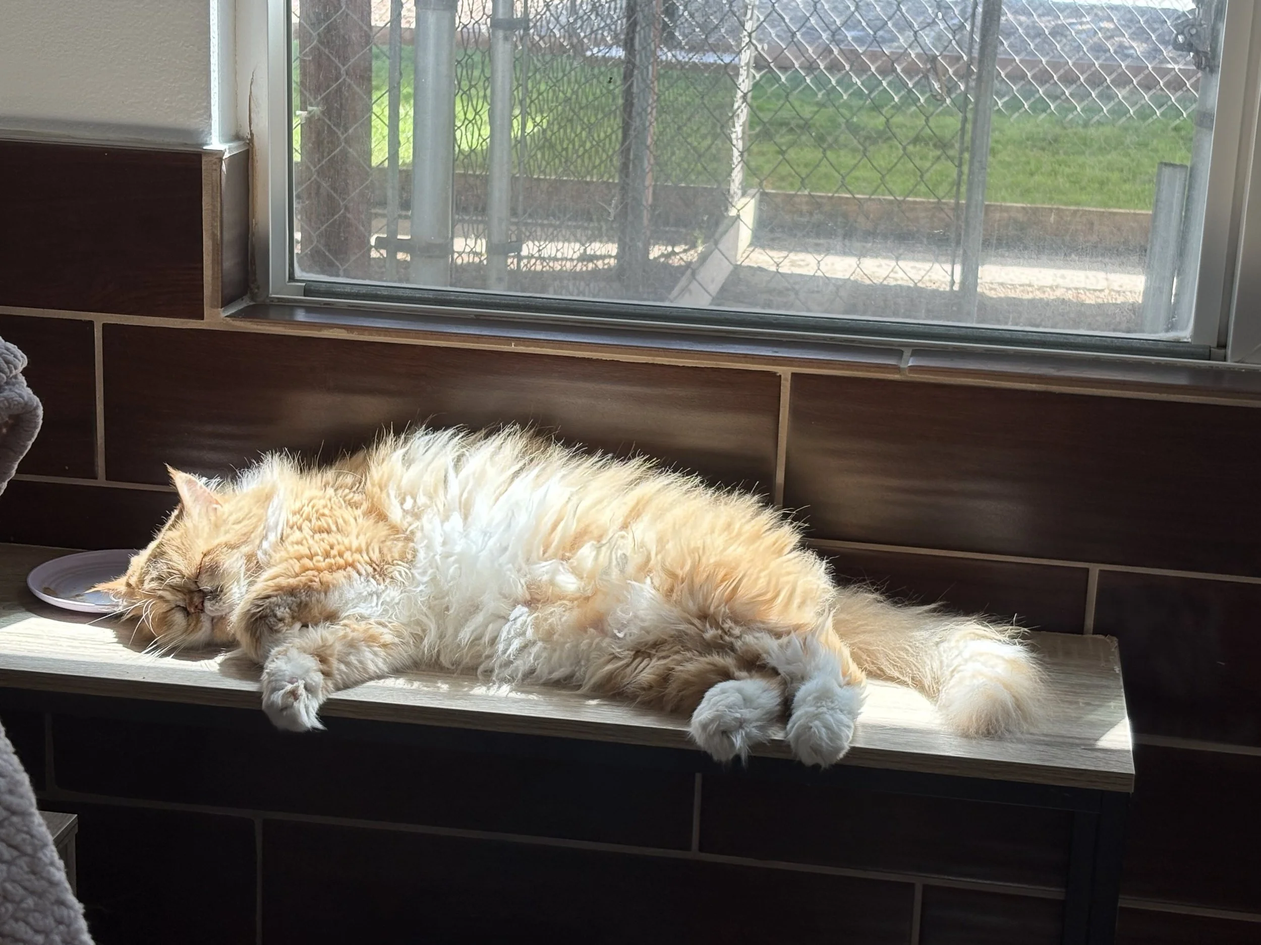 A fluffy orange and white cat is sleeping on a windowsill in sunlight, with a view of a fenced outdoor area with grass outside the window.