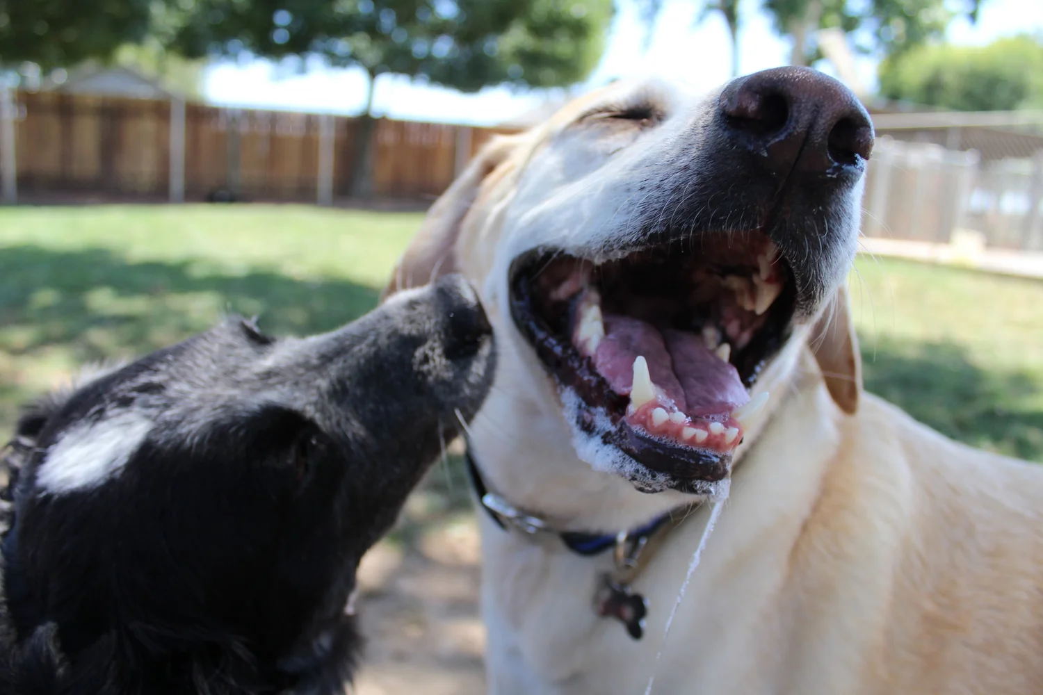 New Clients — Sunset Kennels