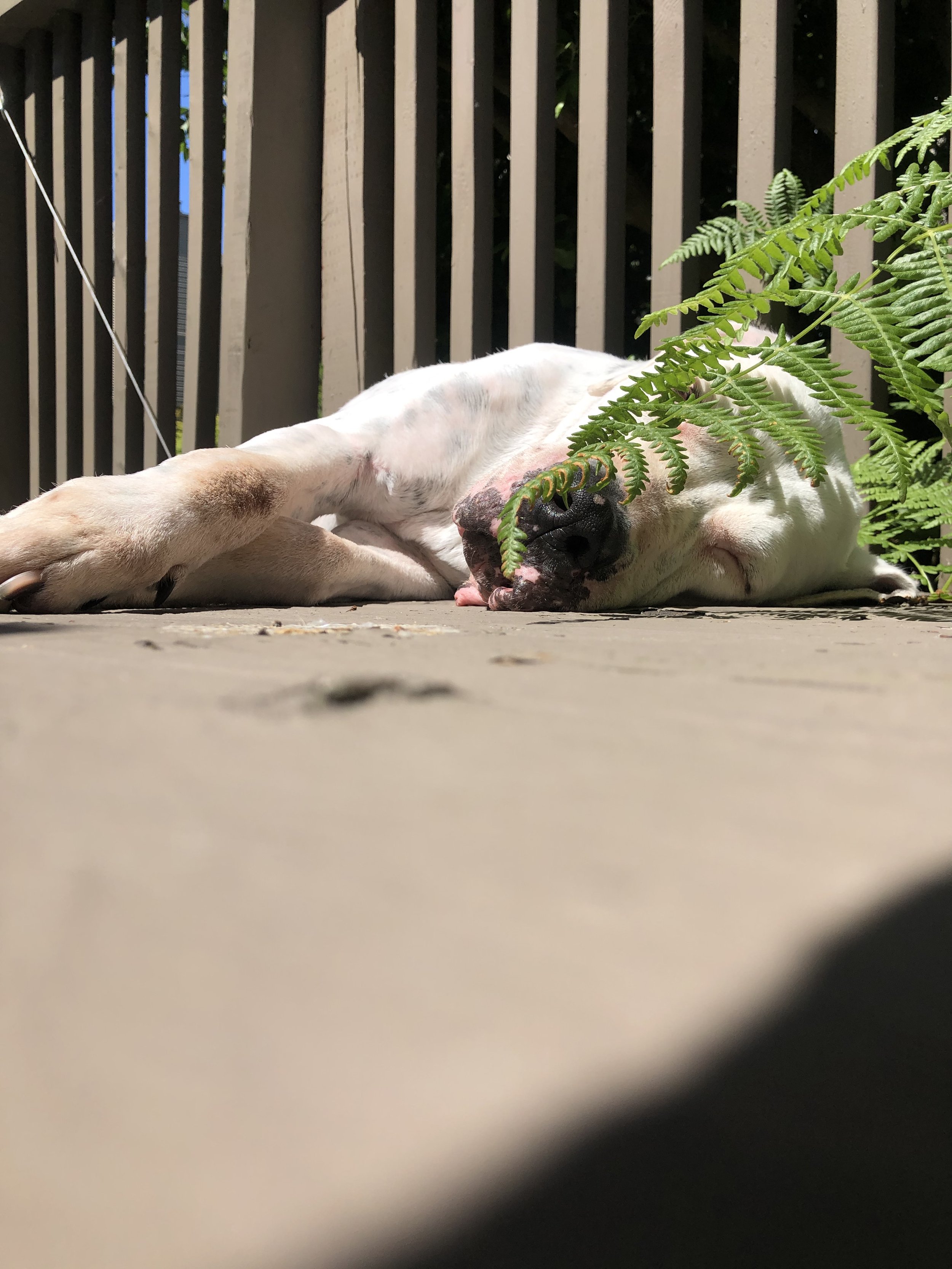 The Importance of Being a Corpse