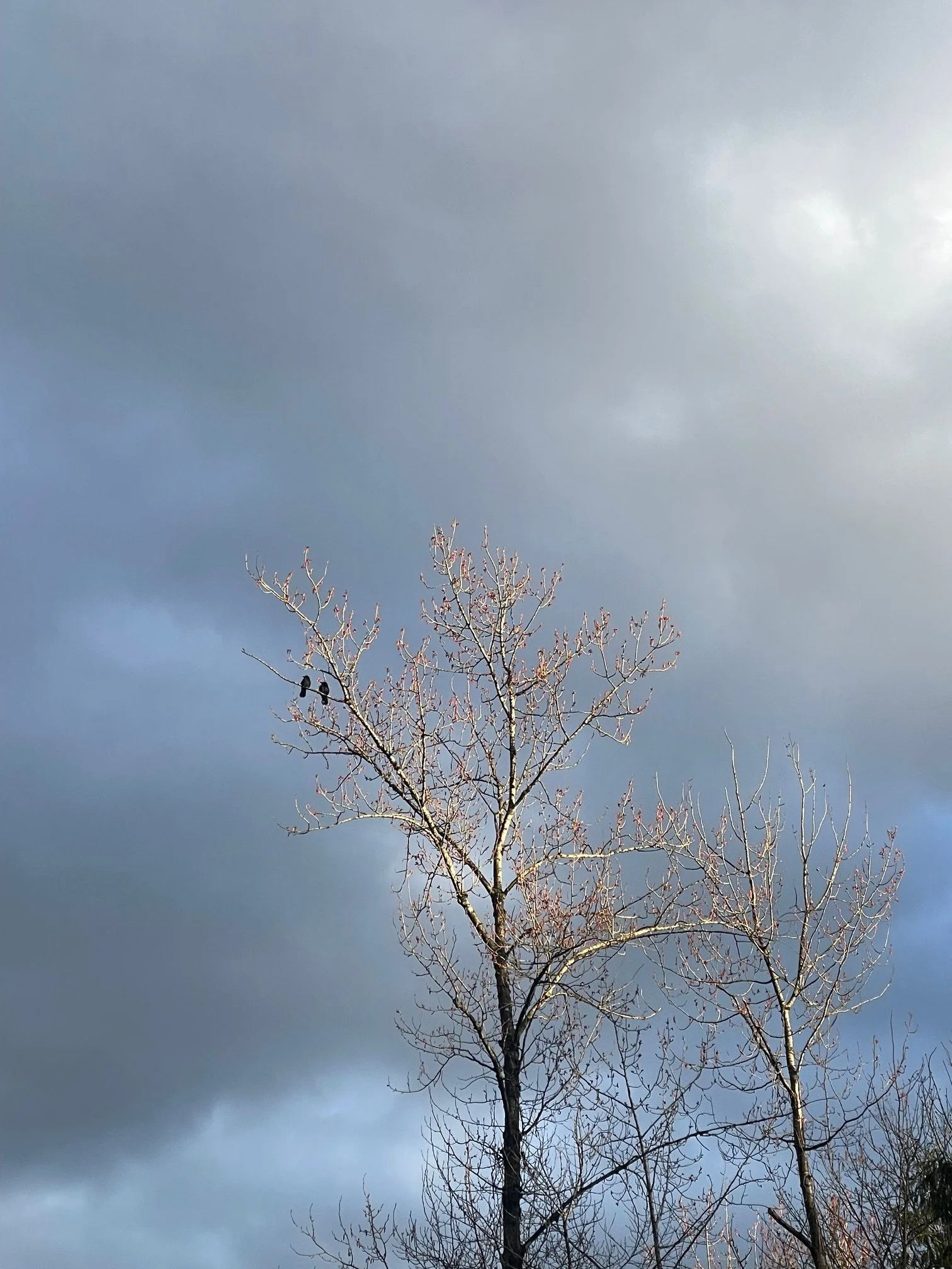 The mess I loved: why the nervous system practices chaos