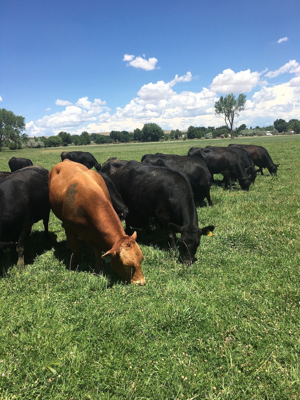 About the Cattle — Spear F Cattle Co