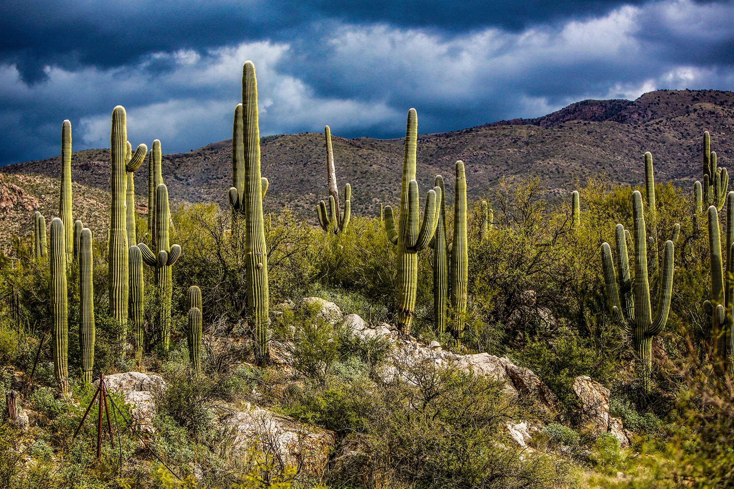 Saguaro-62.jpg