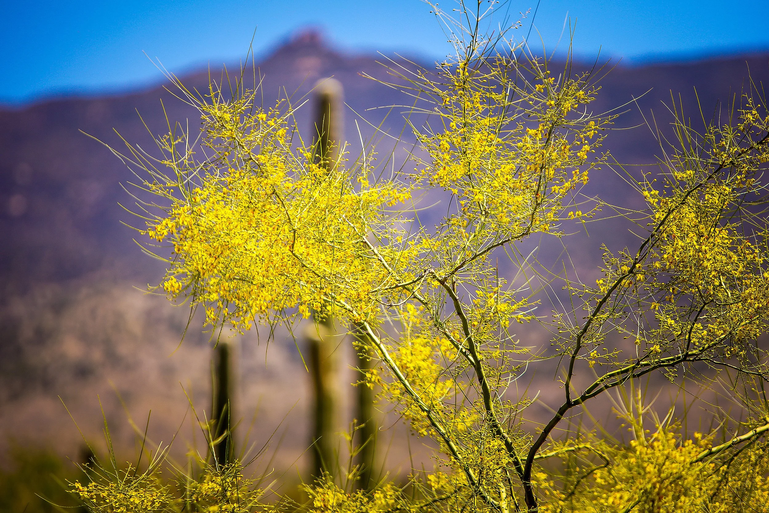 Saguaro-71.jpg