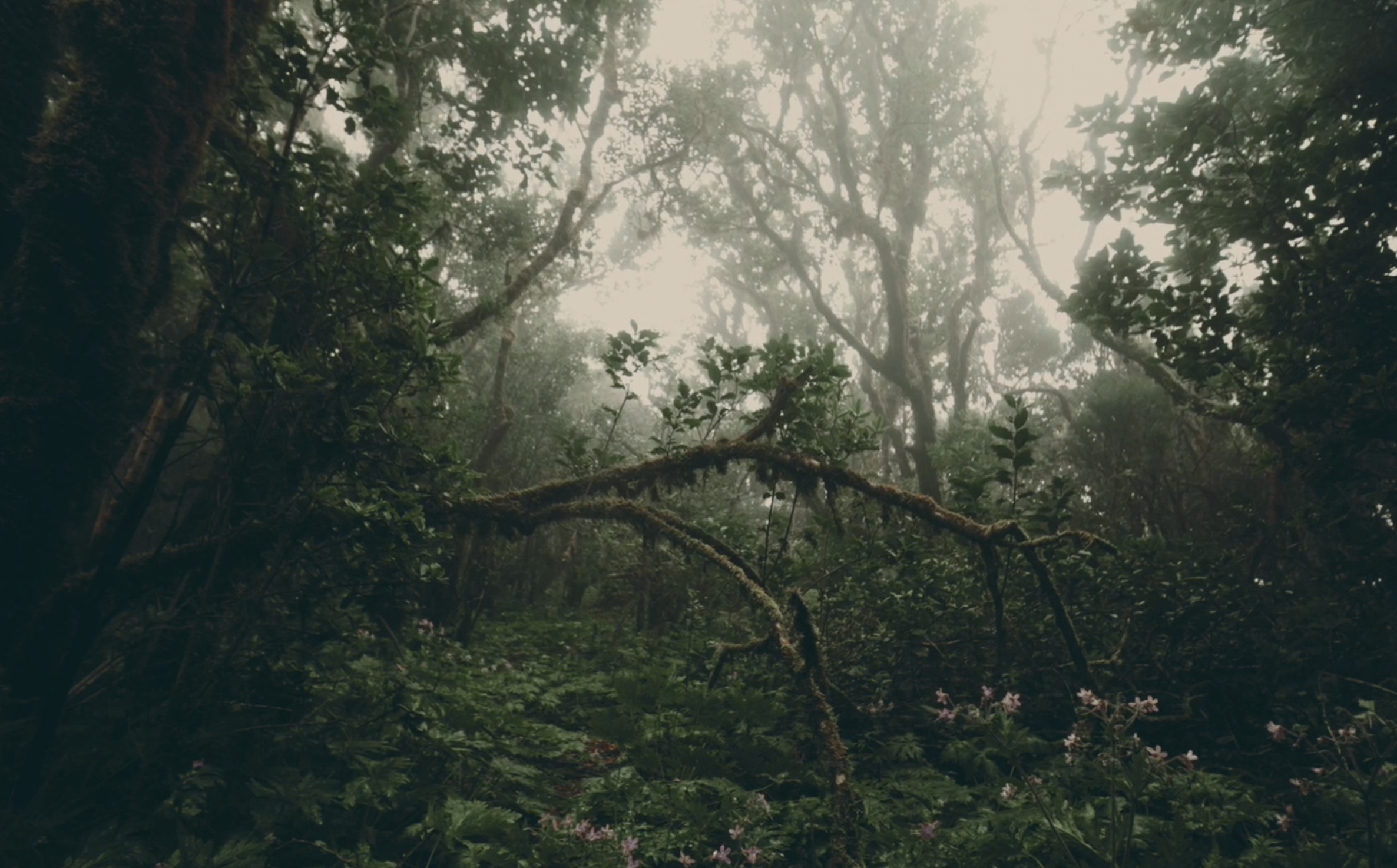 Edge of the Elements — Pacific Isles | A Cinematic Study of Creation