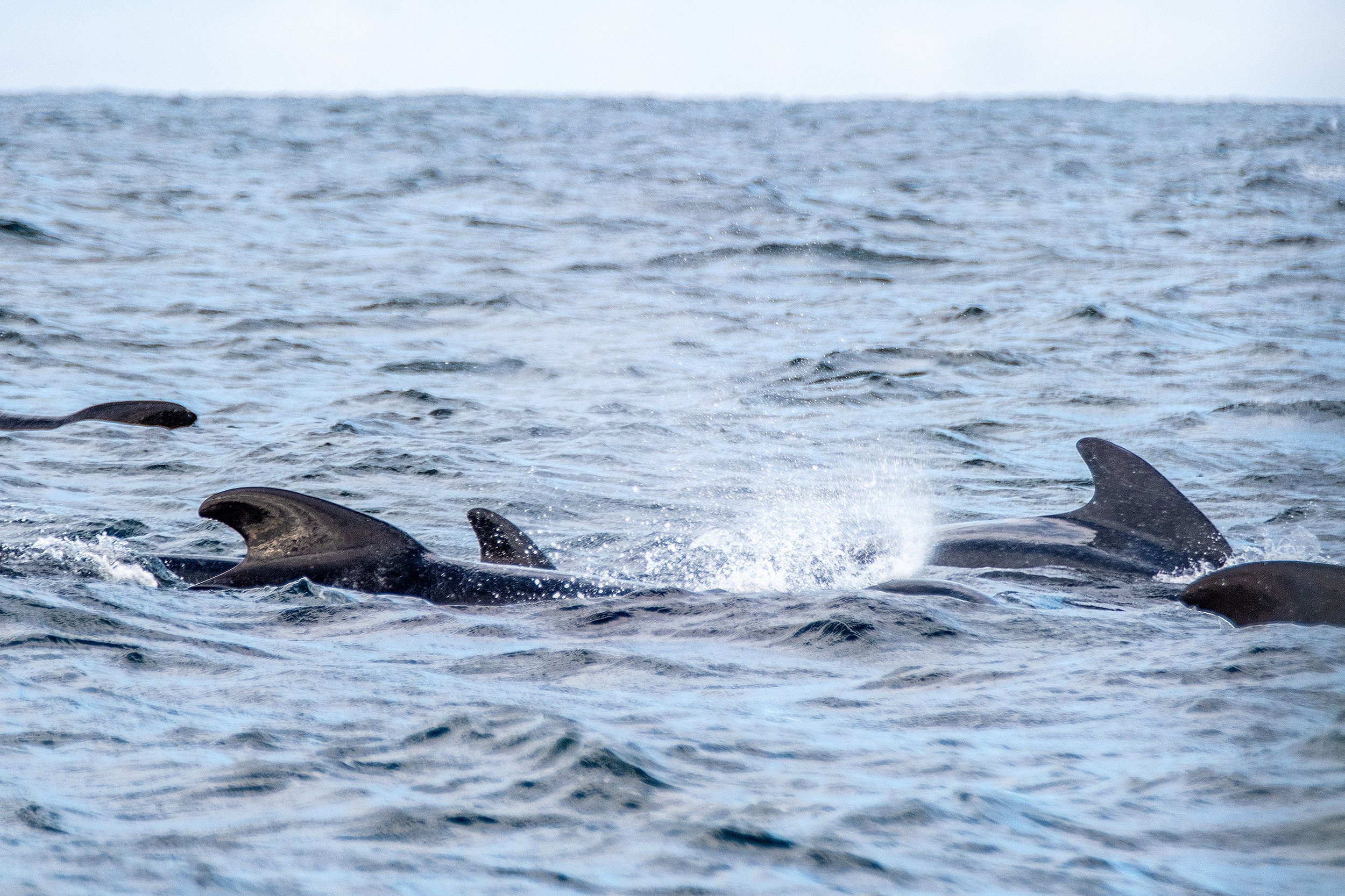 MarlinExpeditions_NovaScotia2024-505.jpg