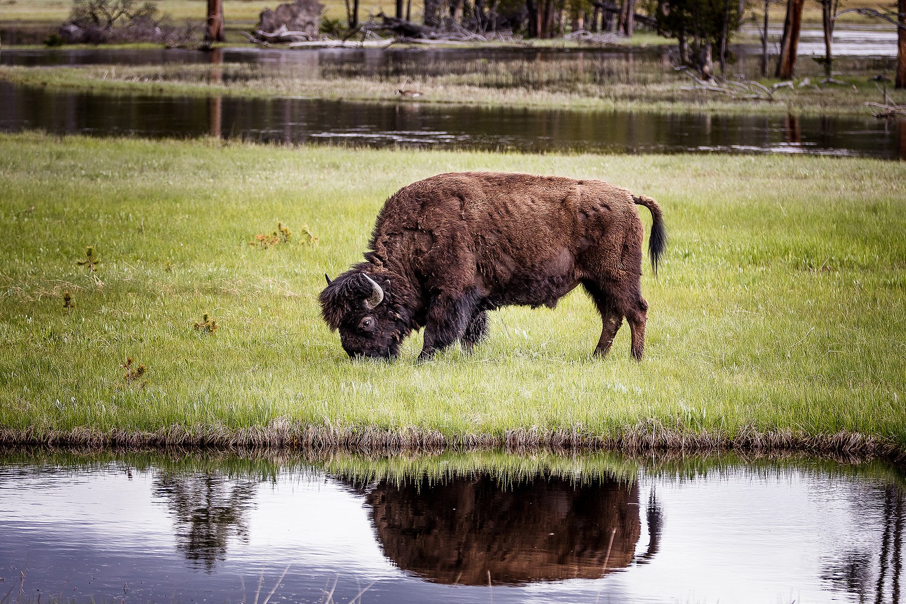YNP-408.jpg