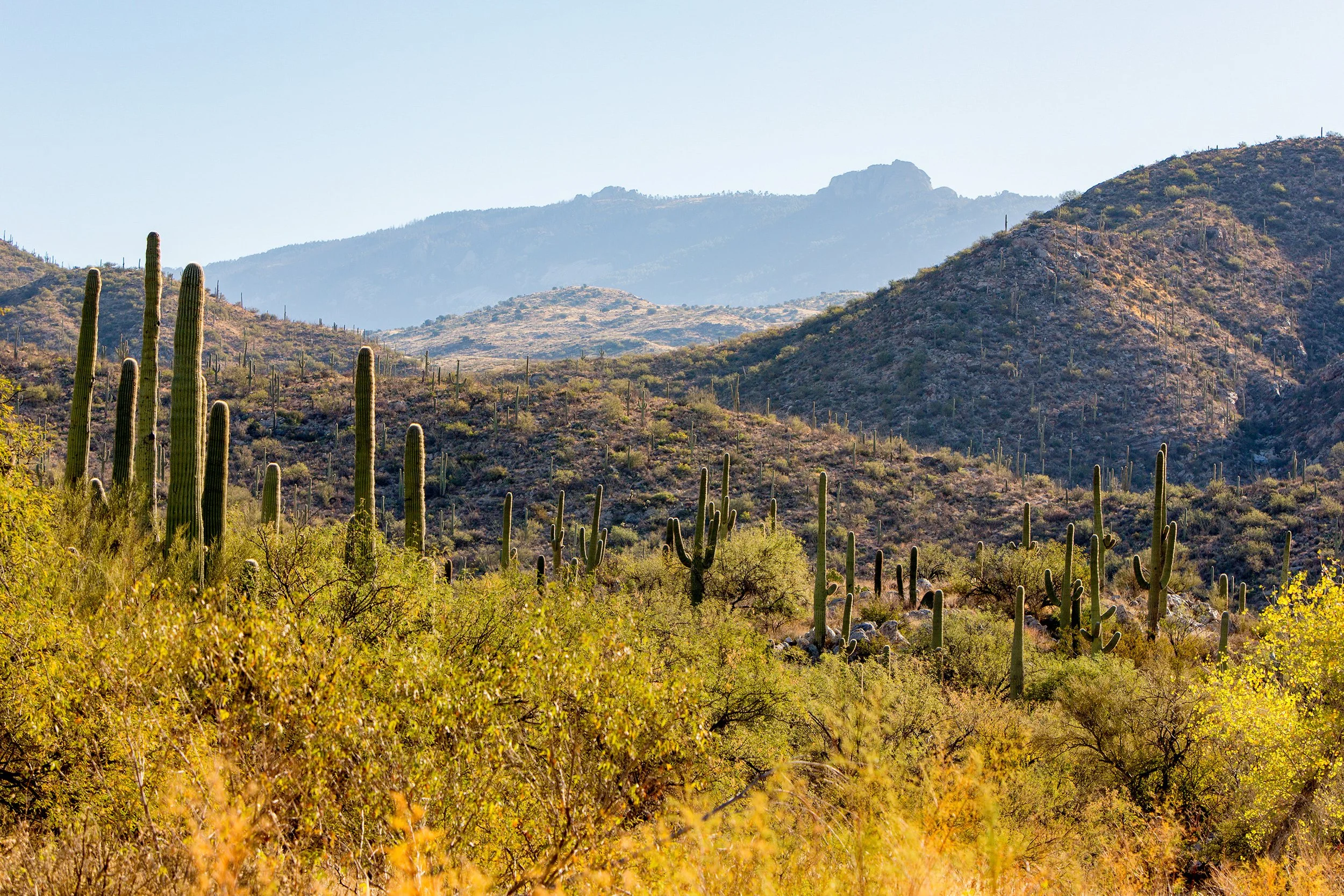 Saguaro-2.jpg