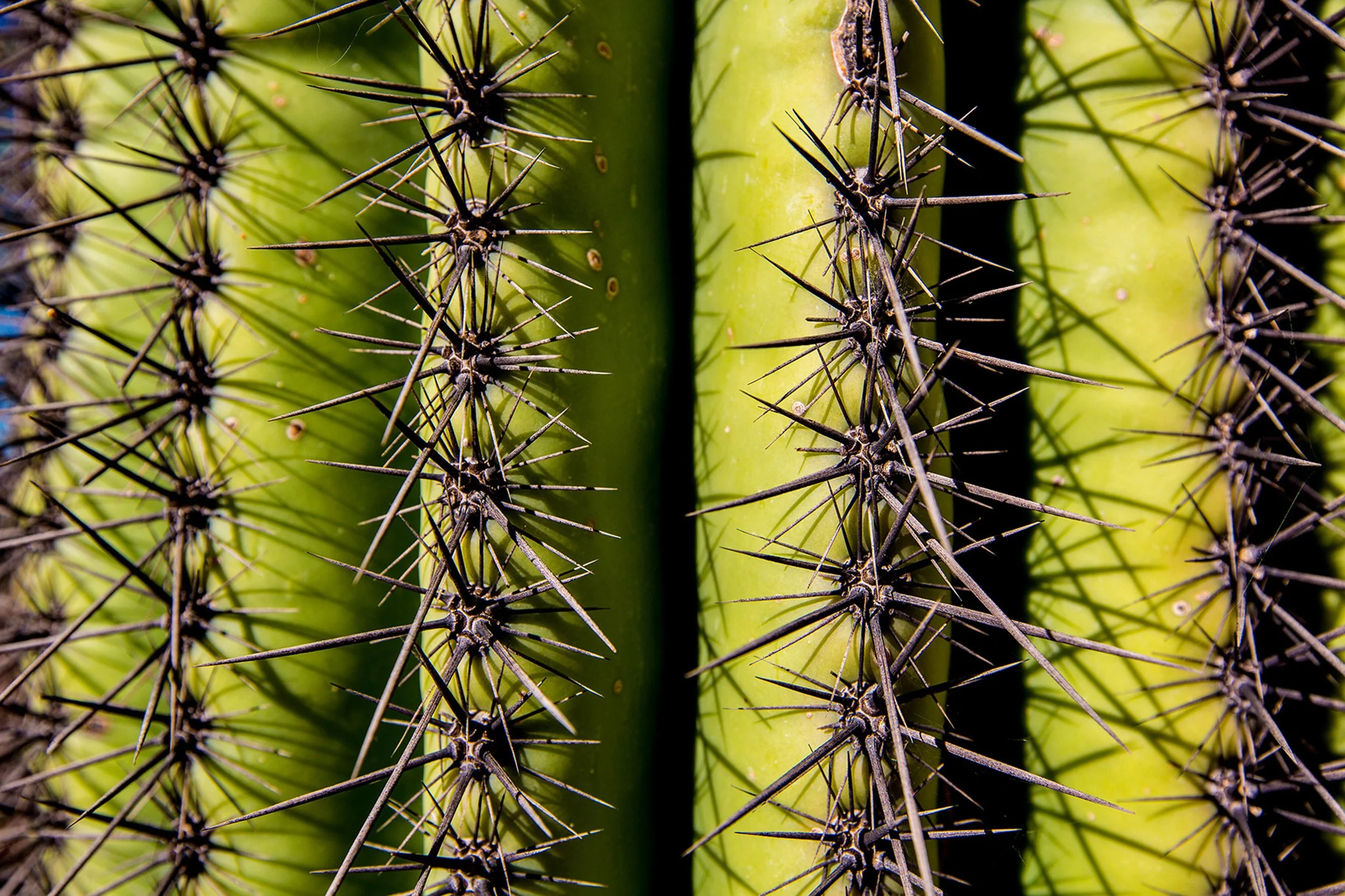 Saguaro-5.jpg