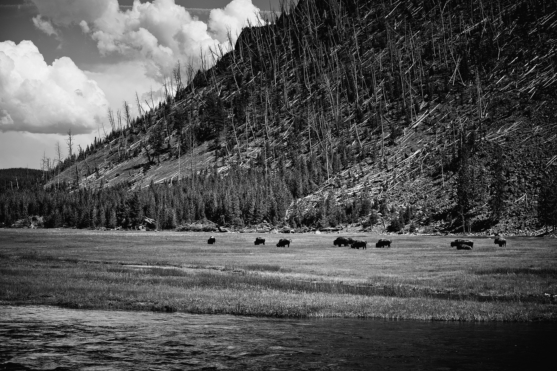 YNP-251.jpg