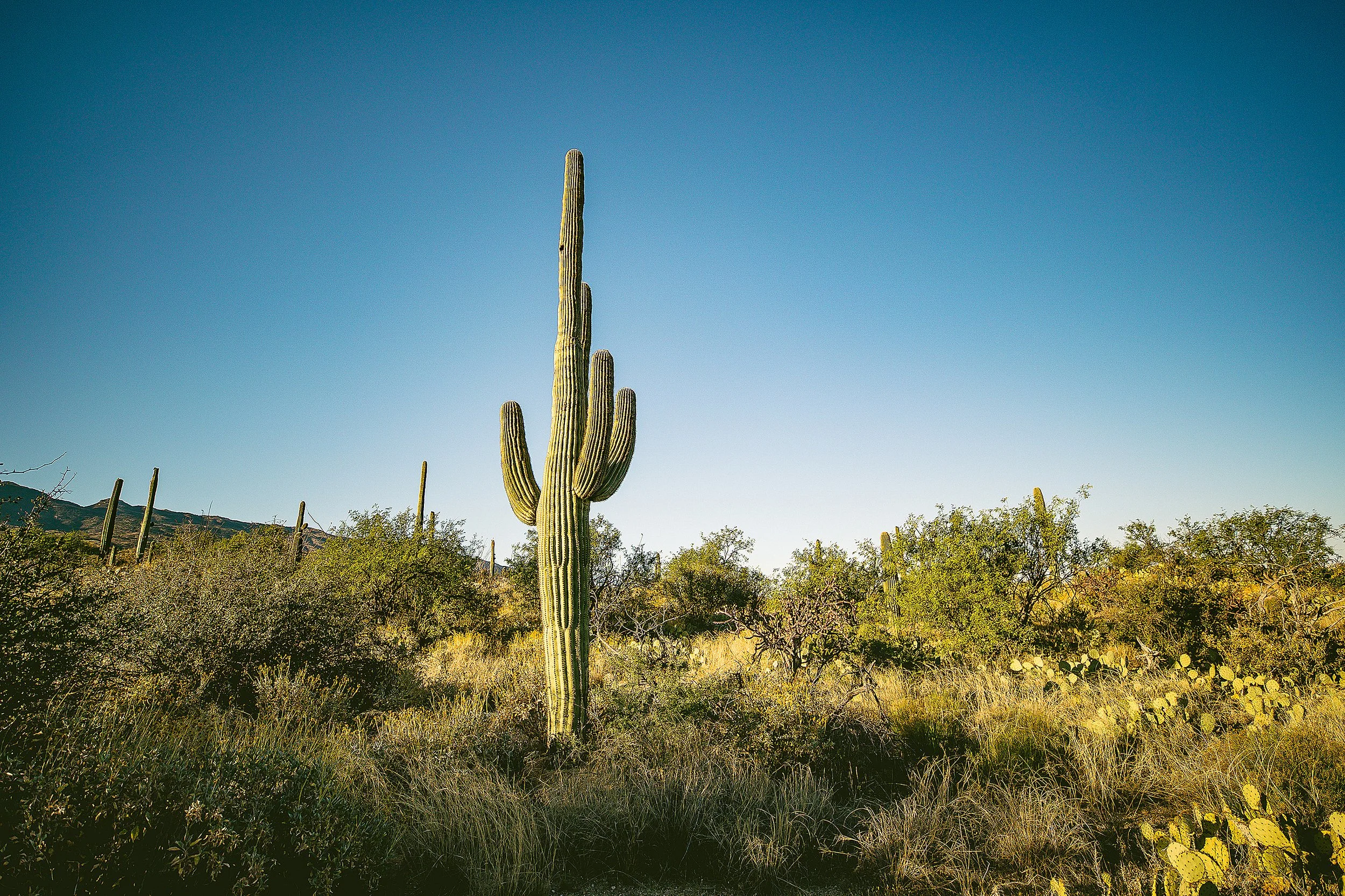 Saguaro-75.jpg