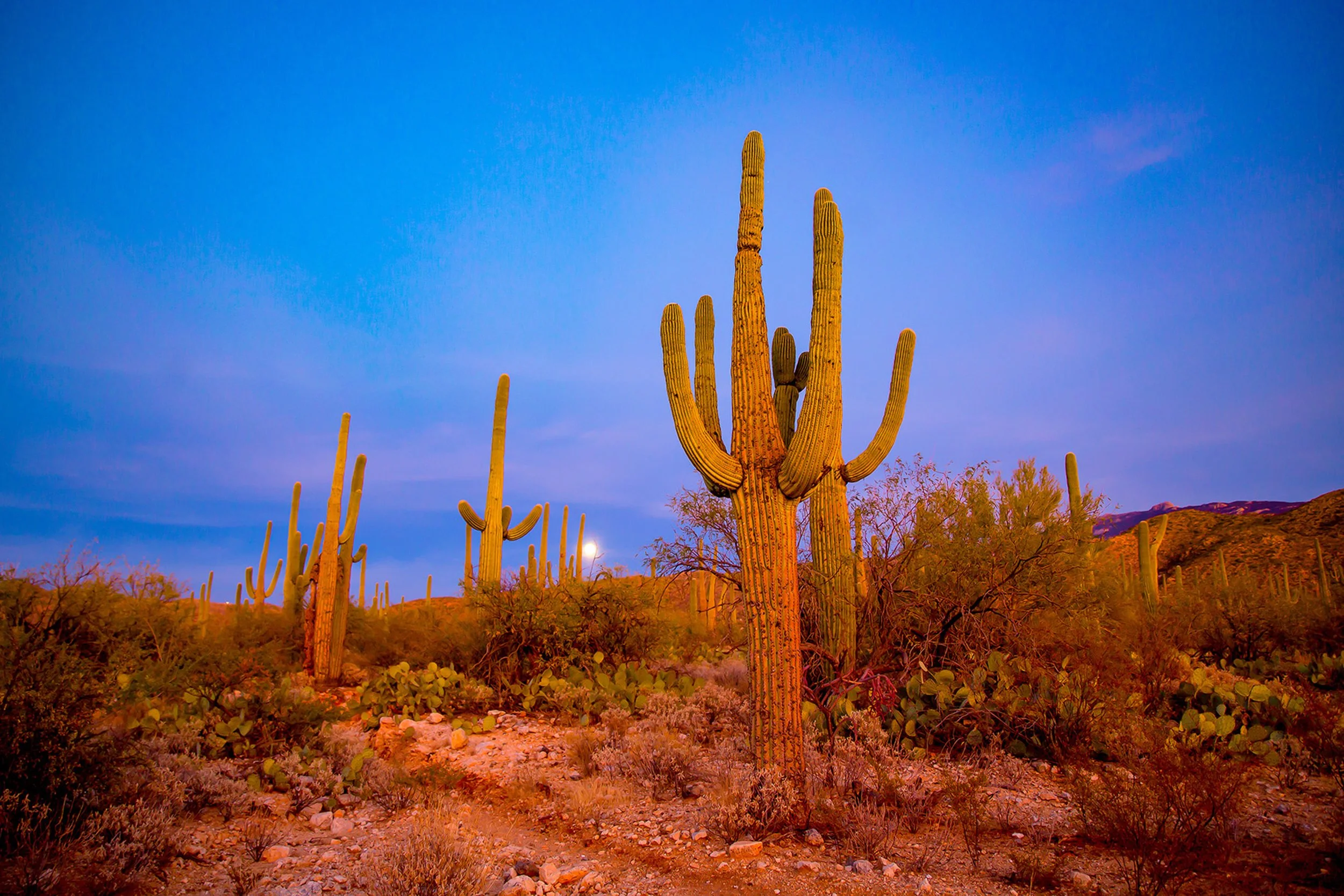 SAGUARO NATIONAL PARK