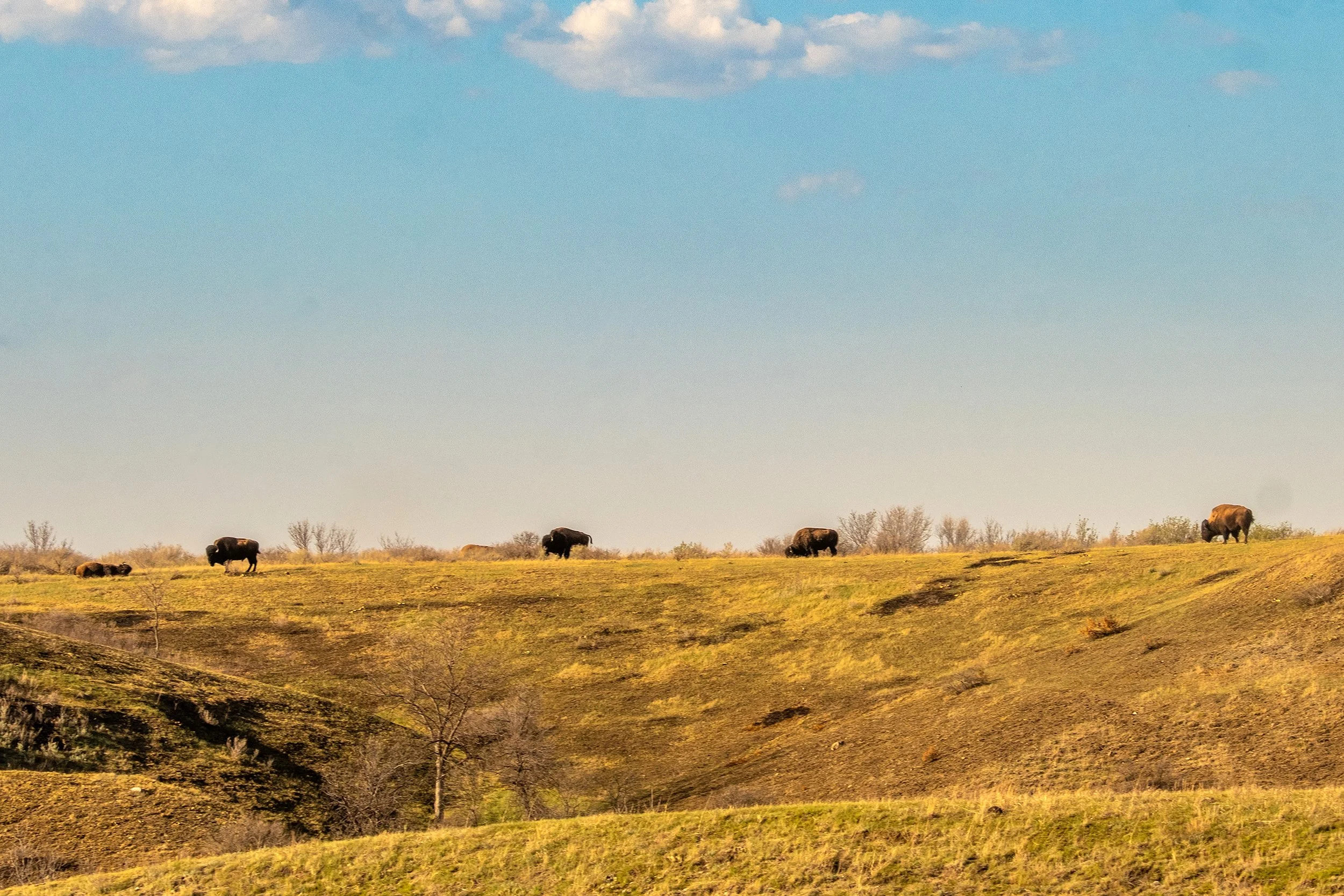 TheordoreRossevelt_2026-8.jpg