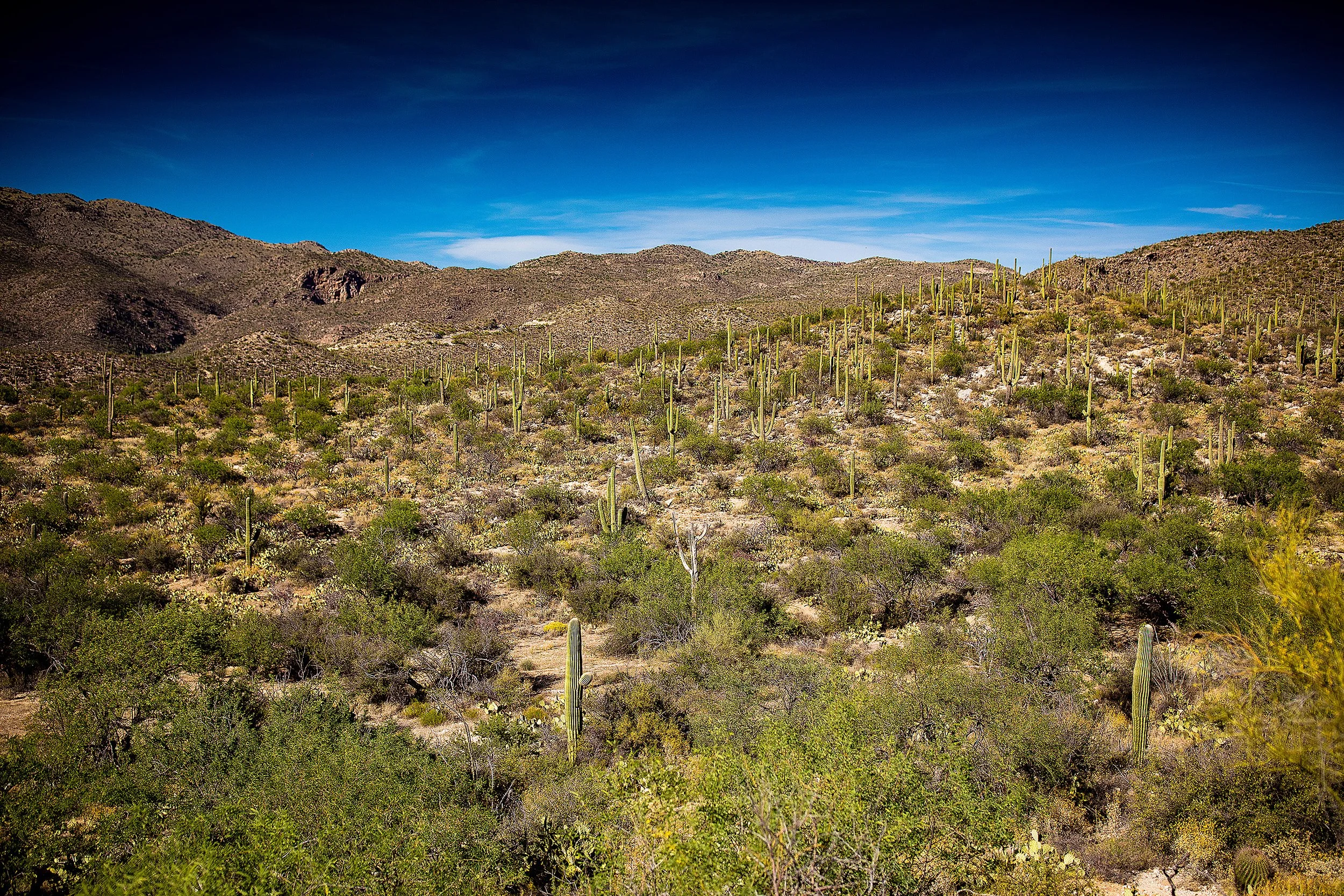 Saguaro-82.jpg