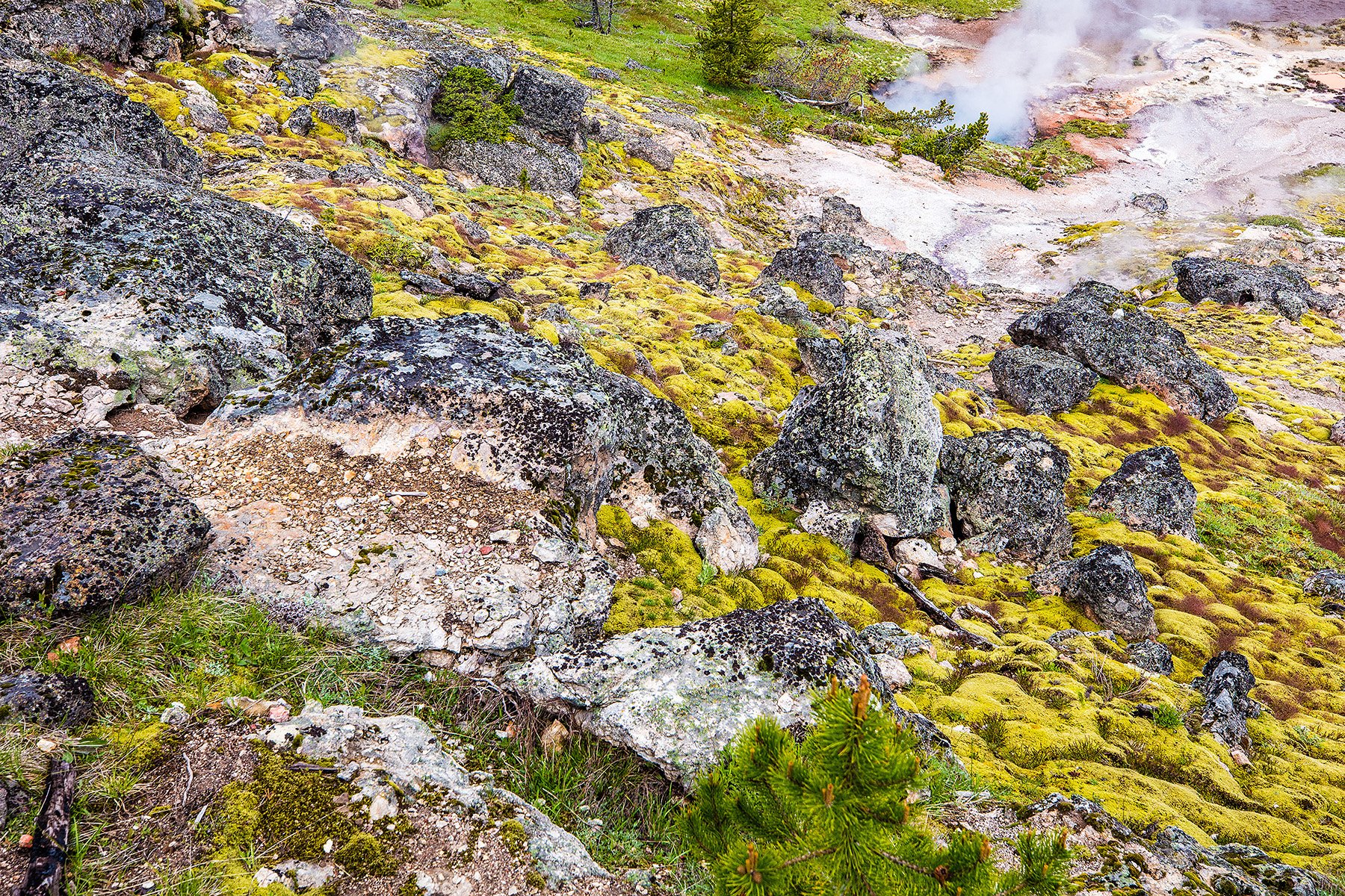 YNP-423.jpg