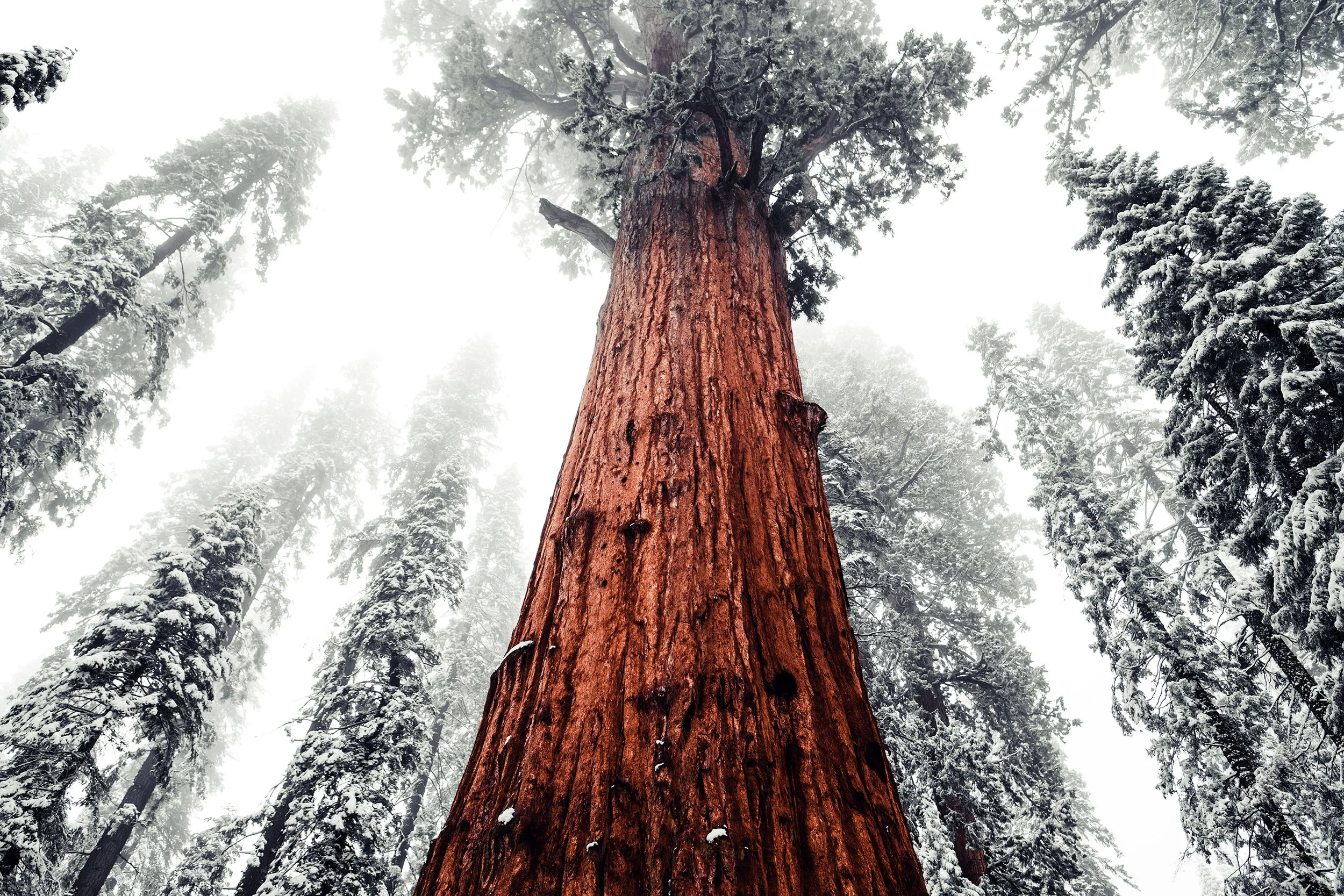 Sequioa-164.jpg