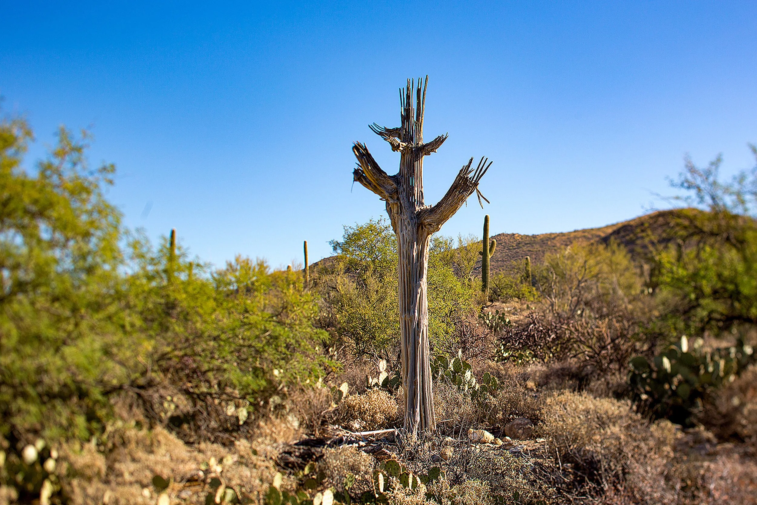 Saguaro-9.jpg