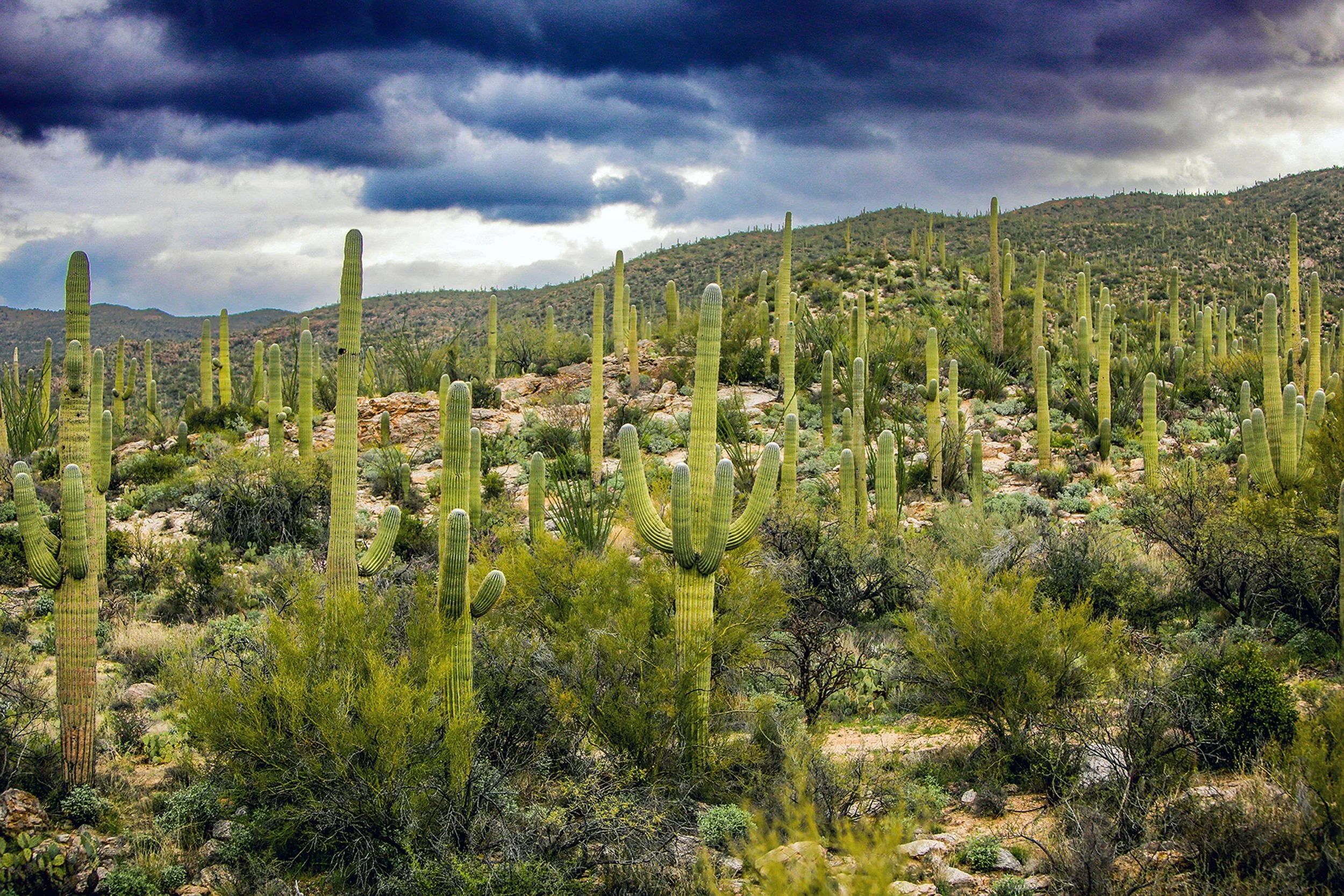 Saguaro-60.jpg