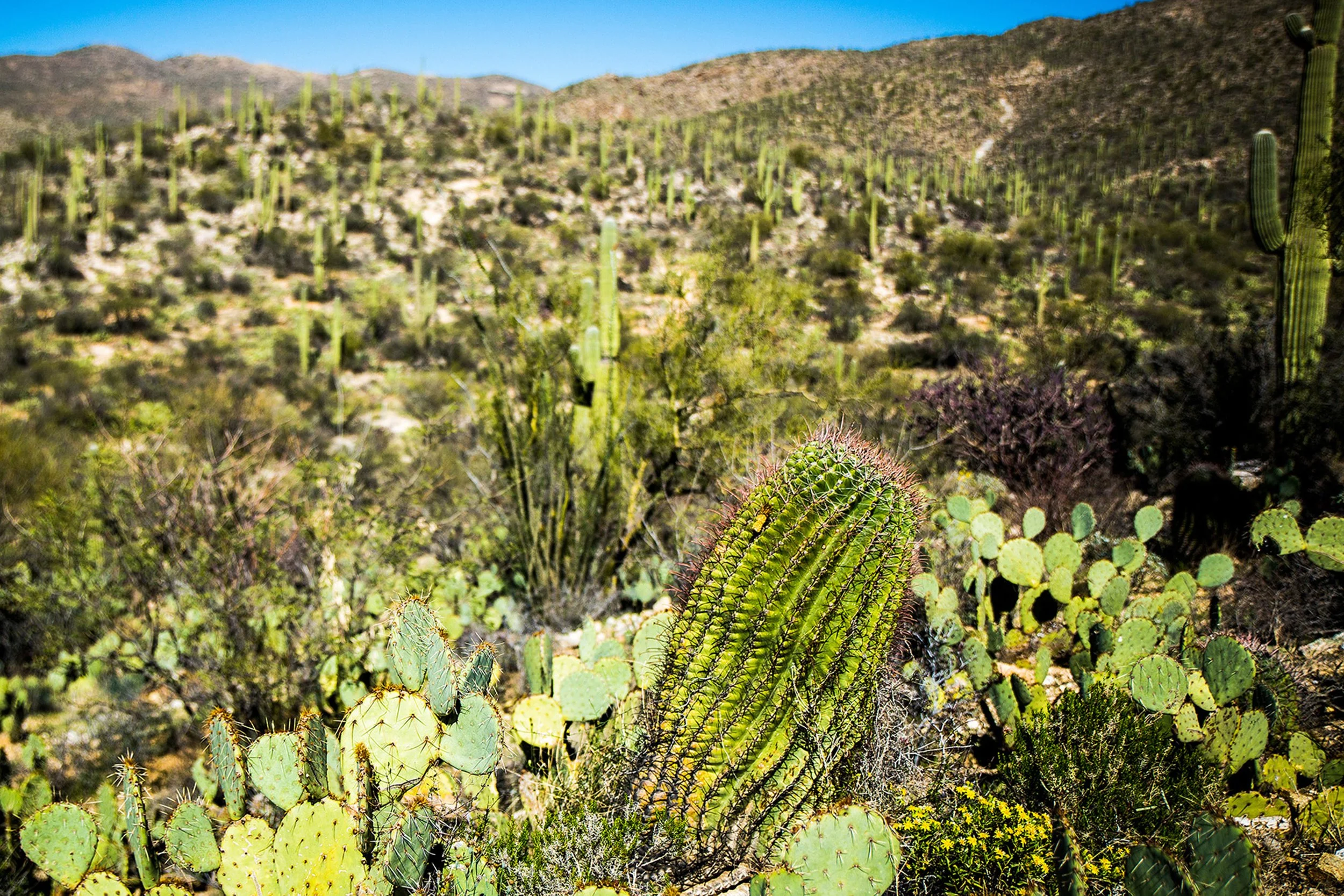 Saguaro-56.jpg