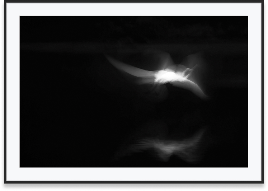 Measures-Frames-Drawing-With-Light-On-Heron-Initiating-Flight 1.png