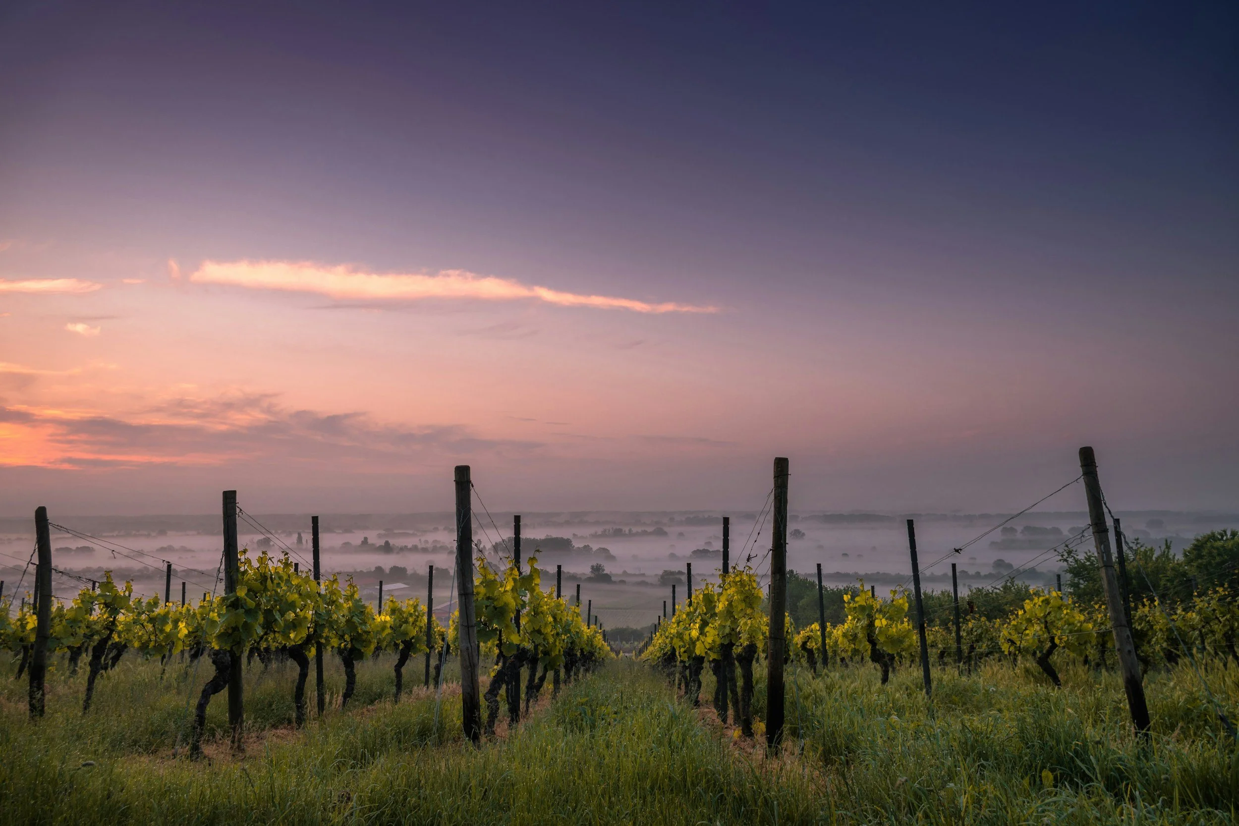 I think We’re In Rhône Now | Drop-in Class