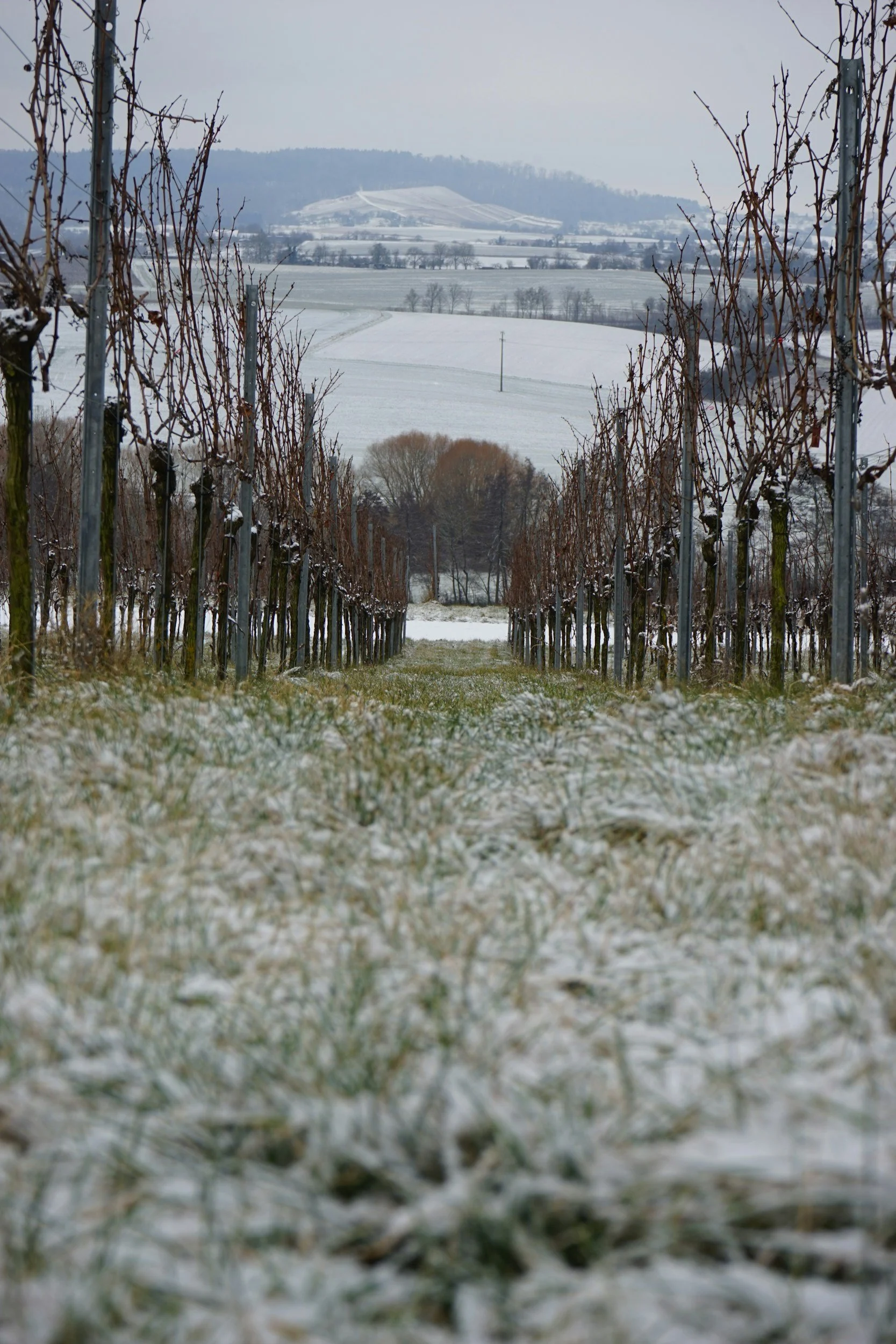 Winter Whites, Reimagined: Off-the-Beaten-Path Bottles We Love