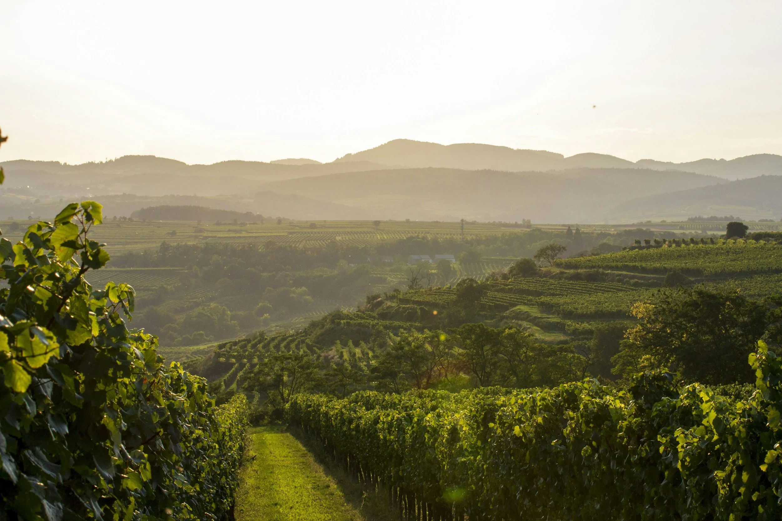 Beyond The Usual Bottles: Lower Austria