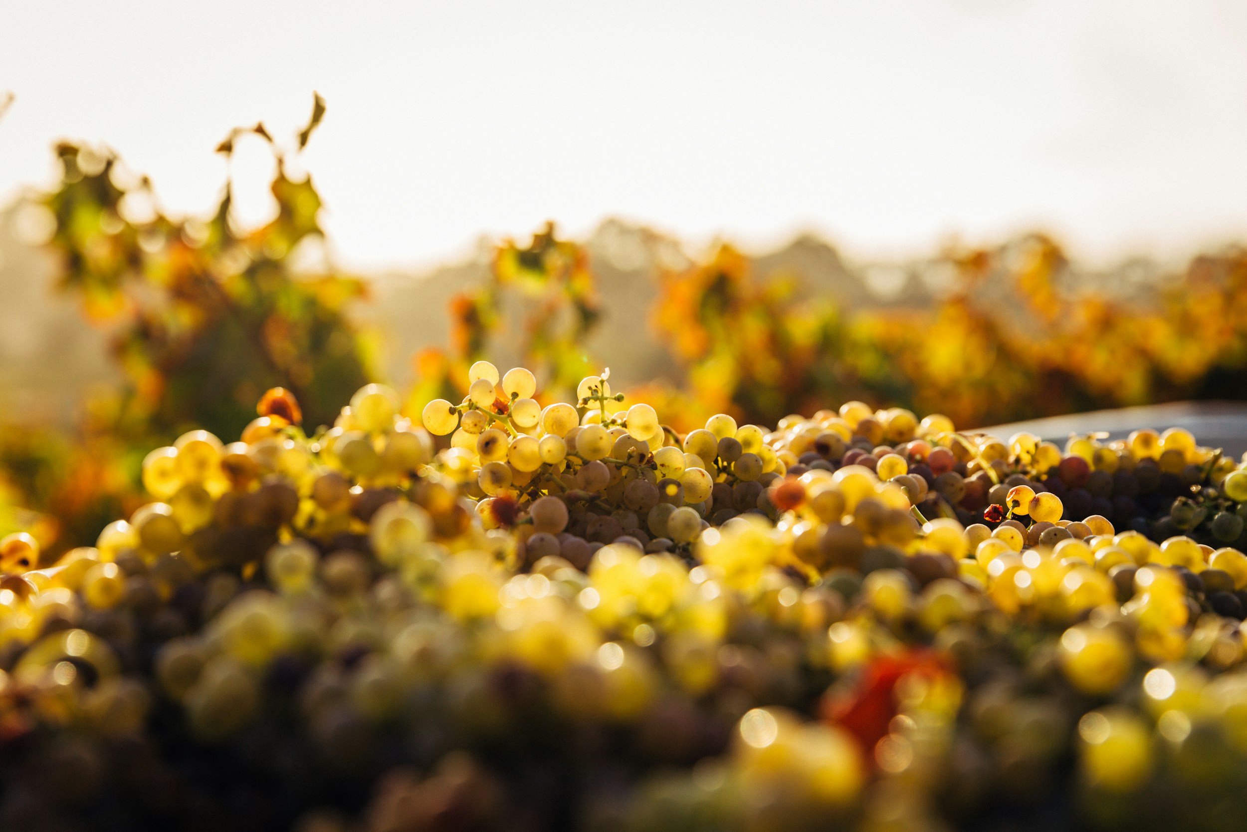 The Other Half of French Wine