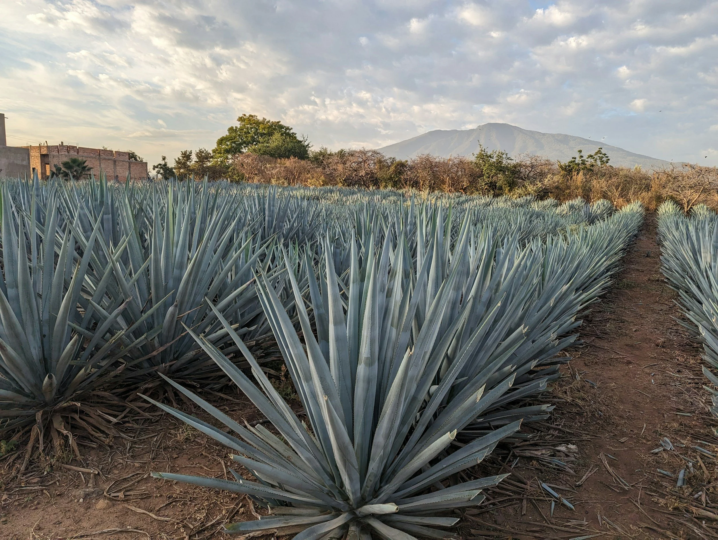 The Agave Family