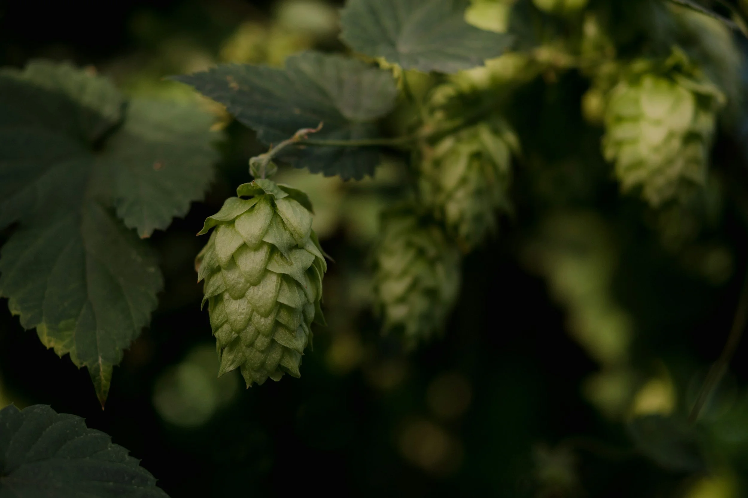 Beyond Bitterness: Understanding Hops