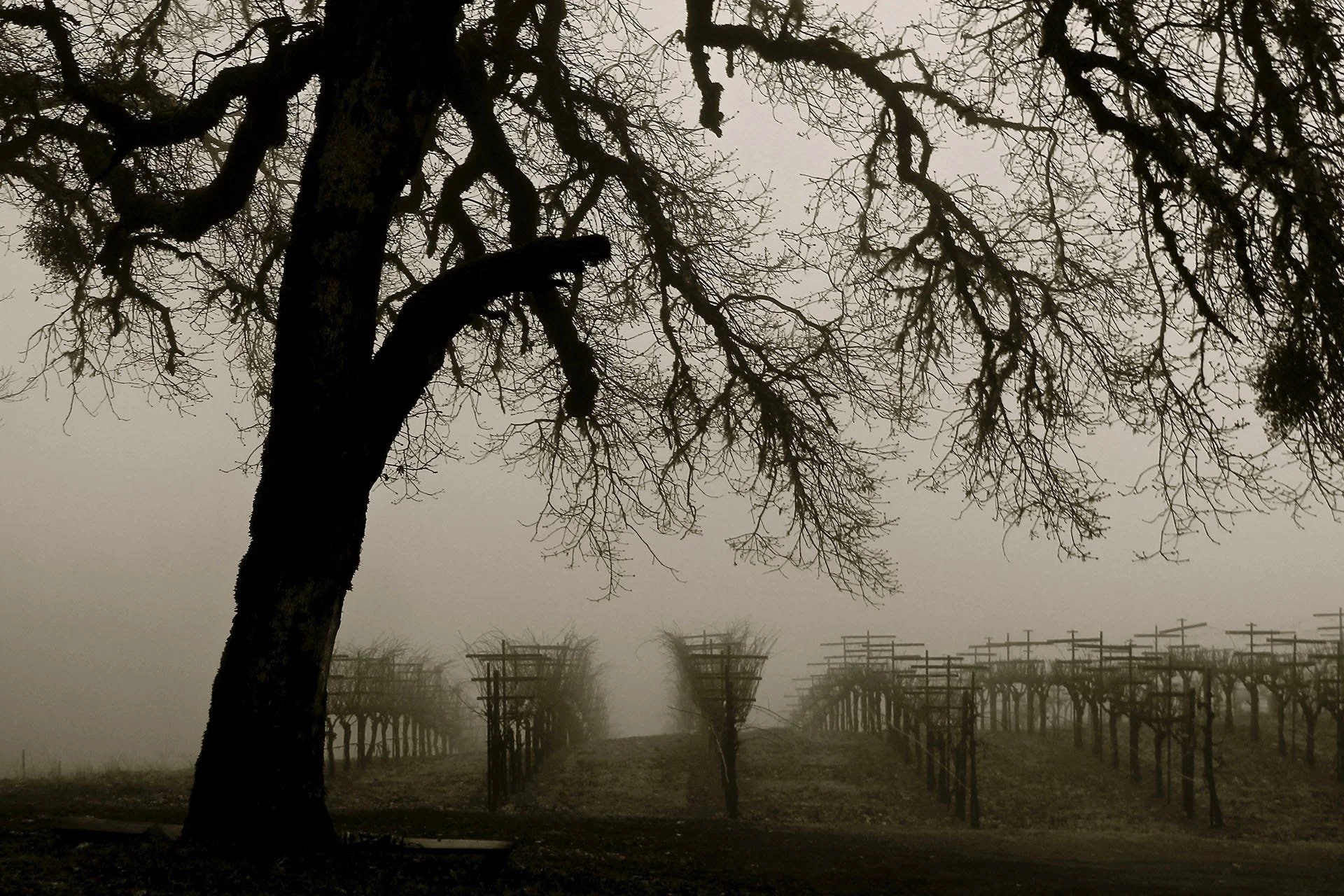Ghost Vineyards