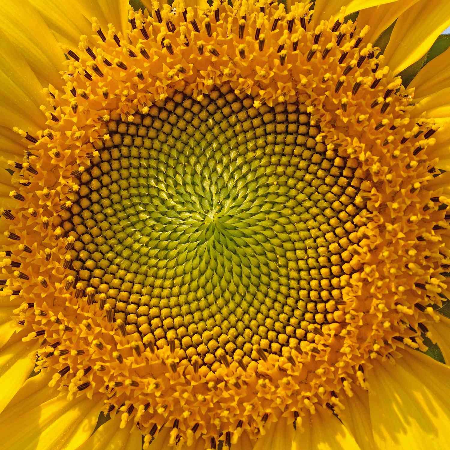 __opt__aboutcom__coeus__resources__content_migration__mnn__images__2015__07__golden-ratio-sunflower-0b959ab098e04d1782bdfb411c43abd9.jpg