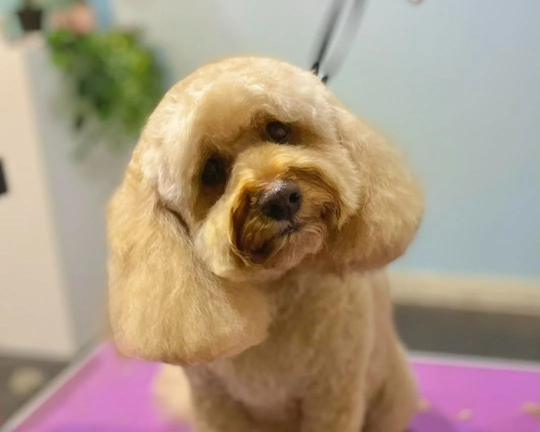 Dog Grooming Armstrong Creek Lacey's Grooming Room