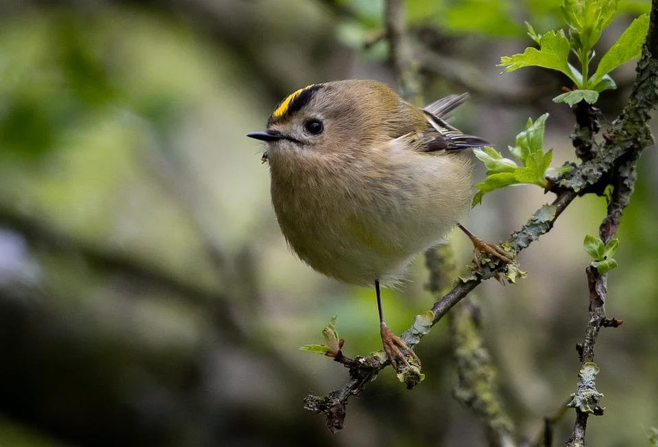 goldcrest-6129204_960_720.jpg