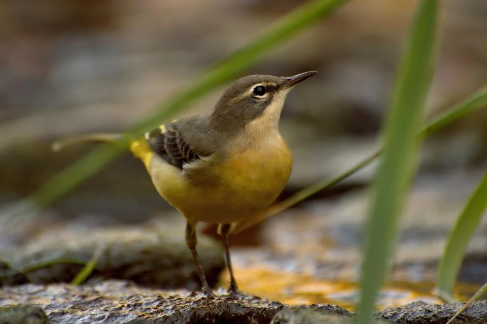 grey-wagtail-3996994_960_720.jpg